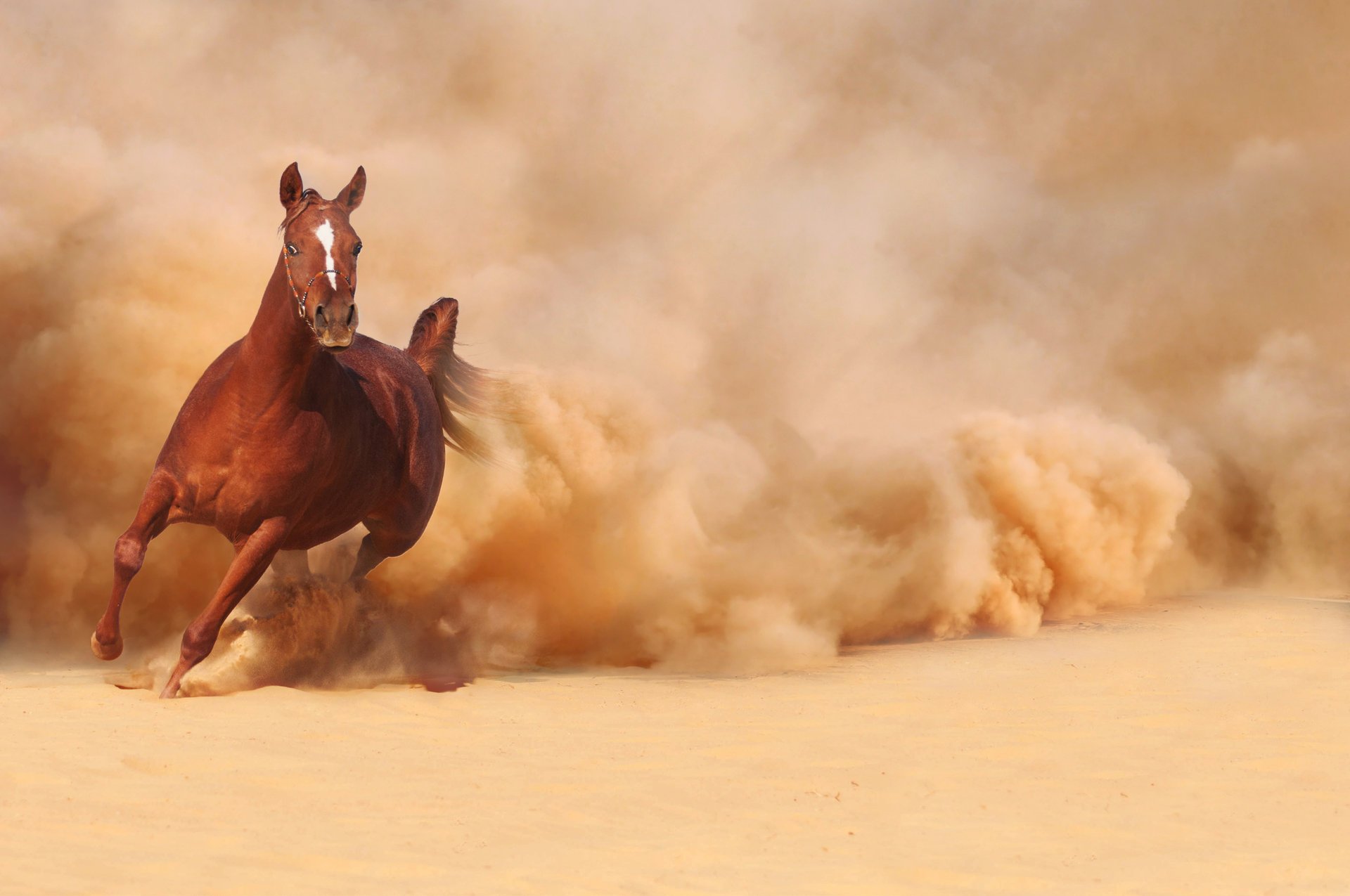 horse horse running running sand dust