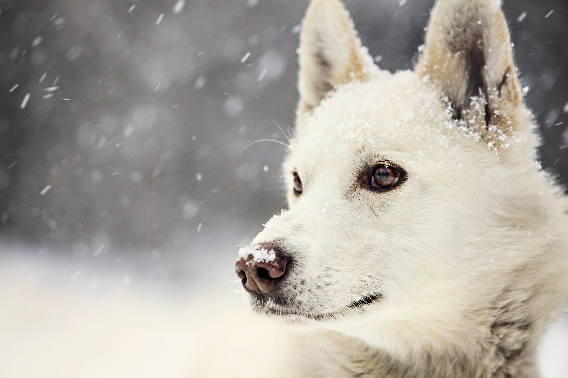 dog winter snow view view winter