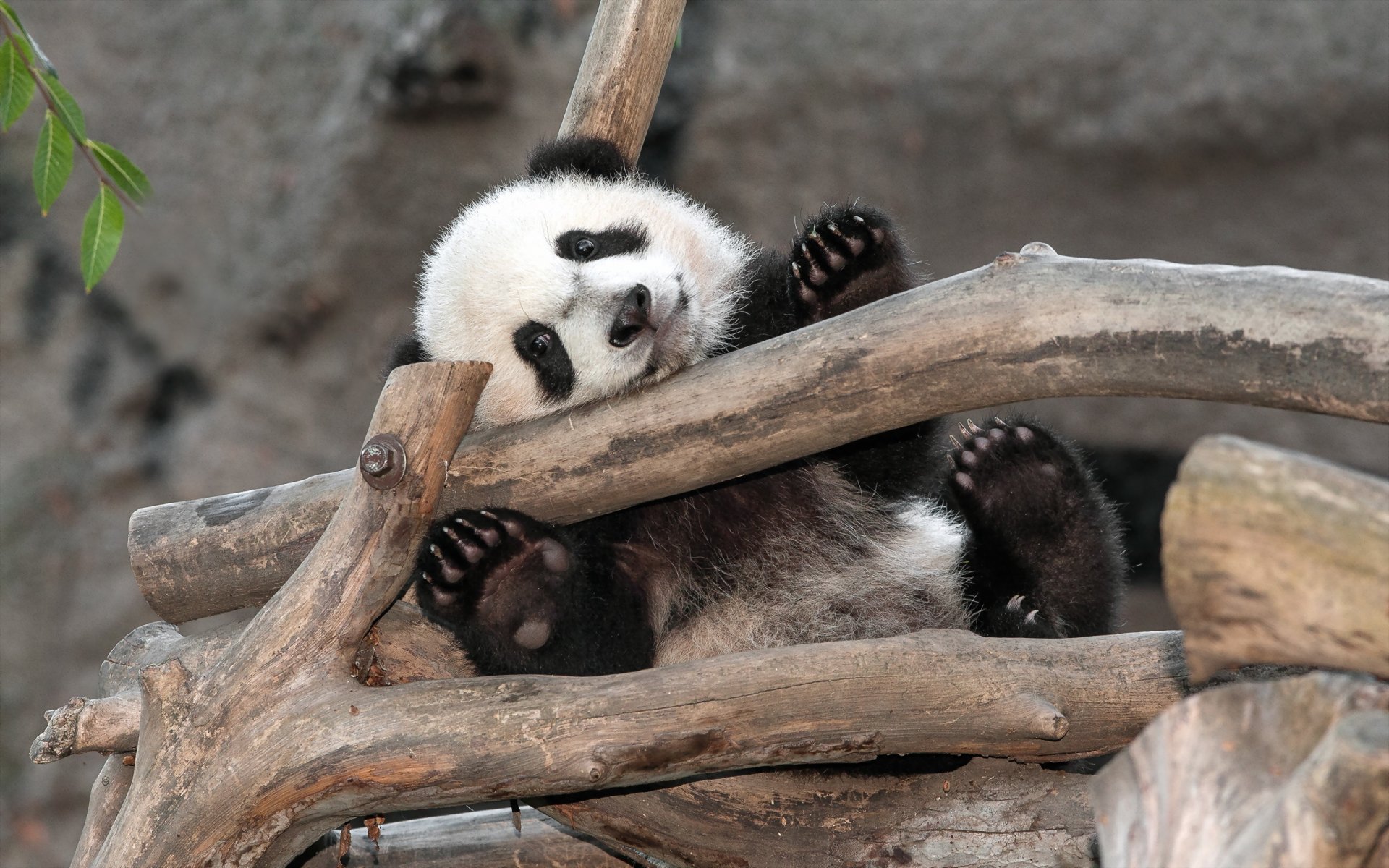 panda oso san diego zoológico