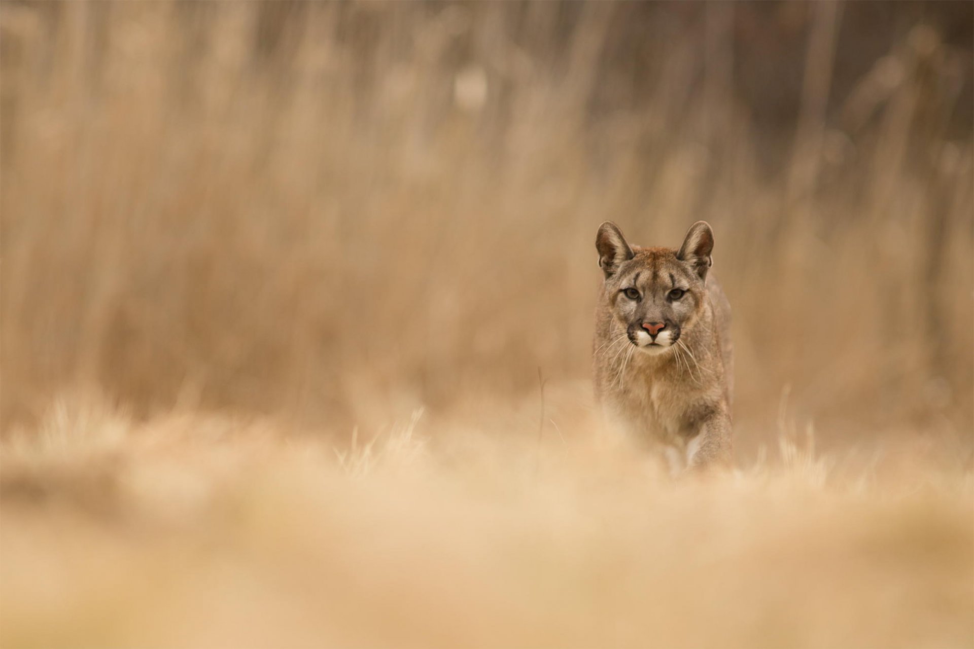 puma animale predatore natura erba