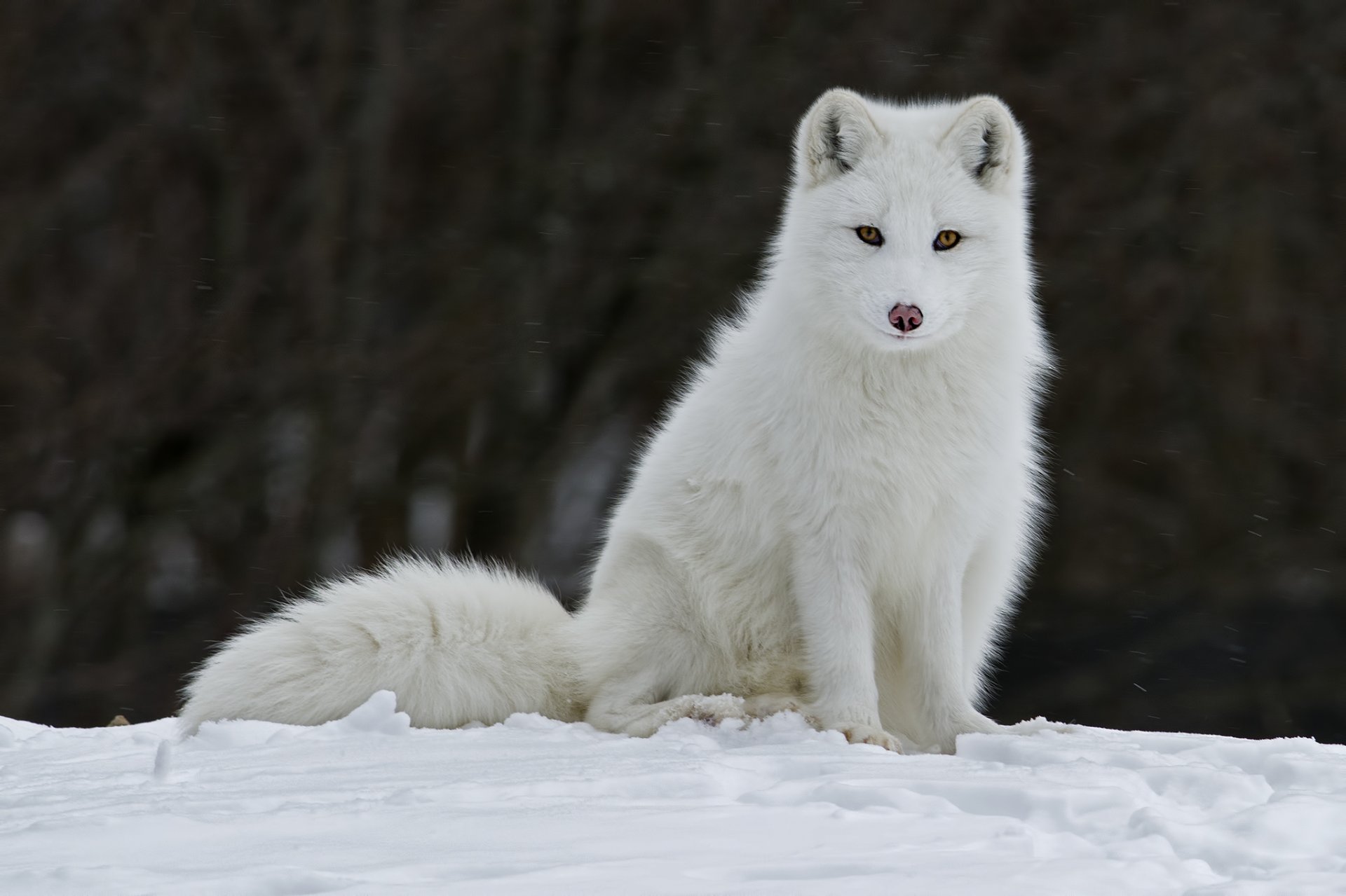 tier fuchs fuchs pelz ohren. blick winter schnee