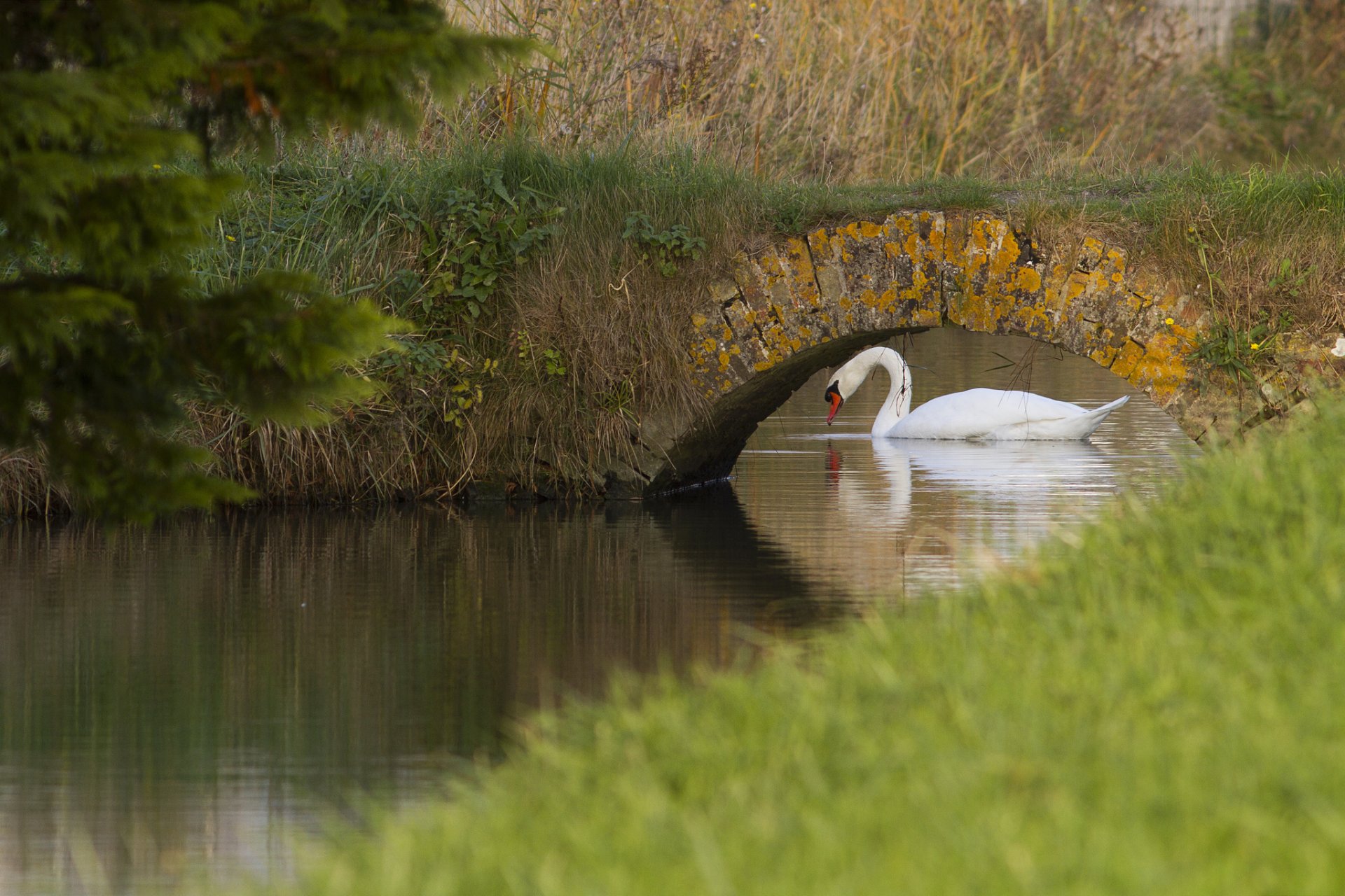 fluss brücke schwan weiß