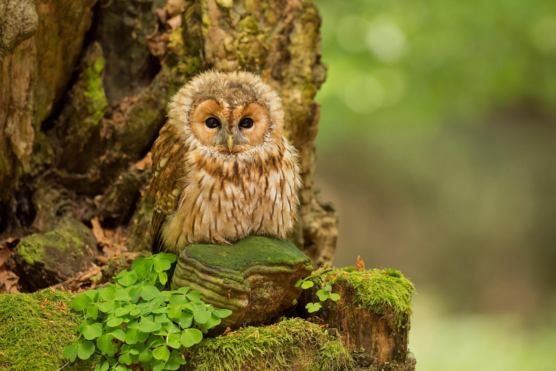 tawny owl birds forest nature owl ptinet