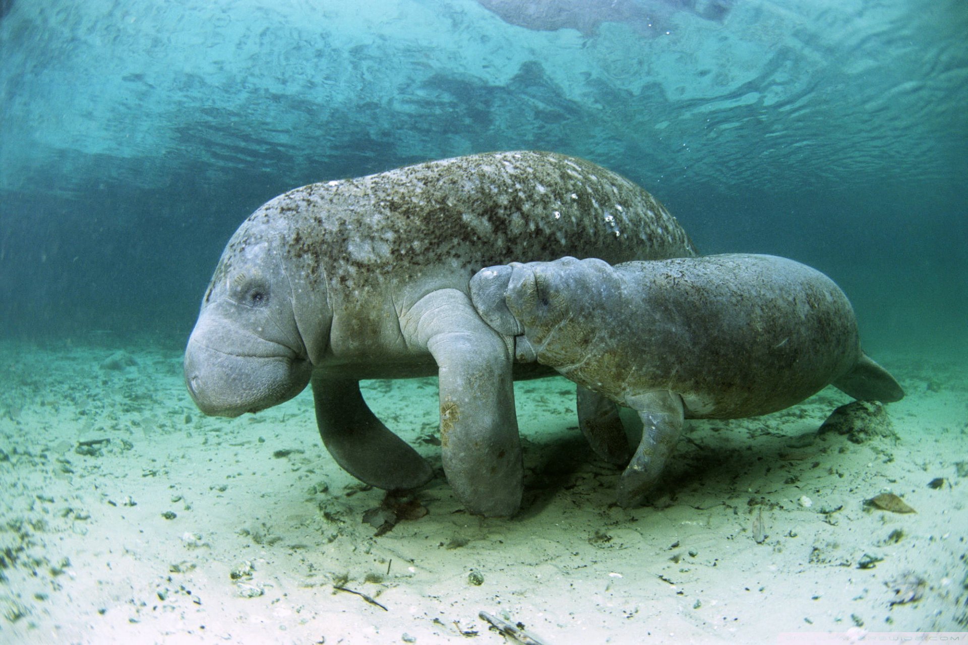 dugogne enfant eau calme bonheur animaux marins