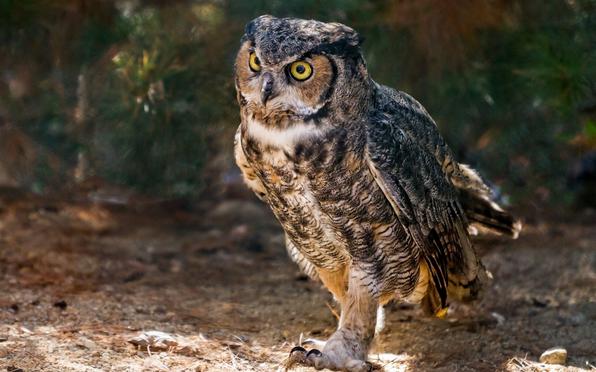 hibou de virginie hibou oiseau