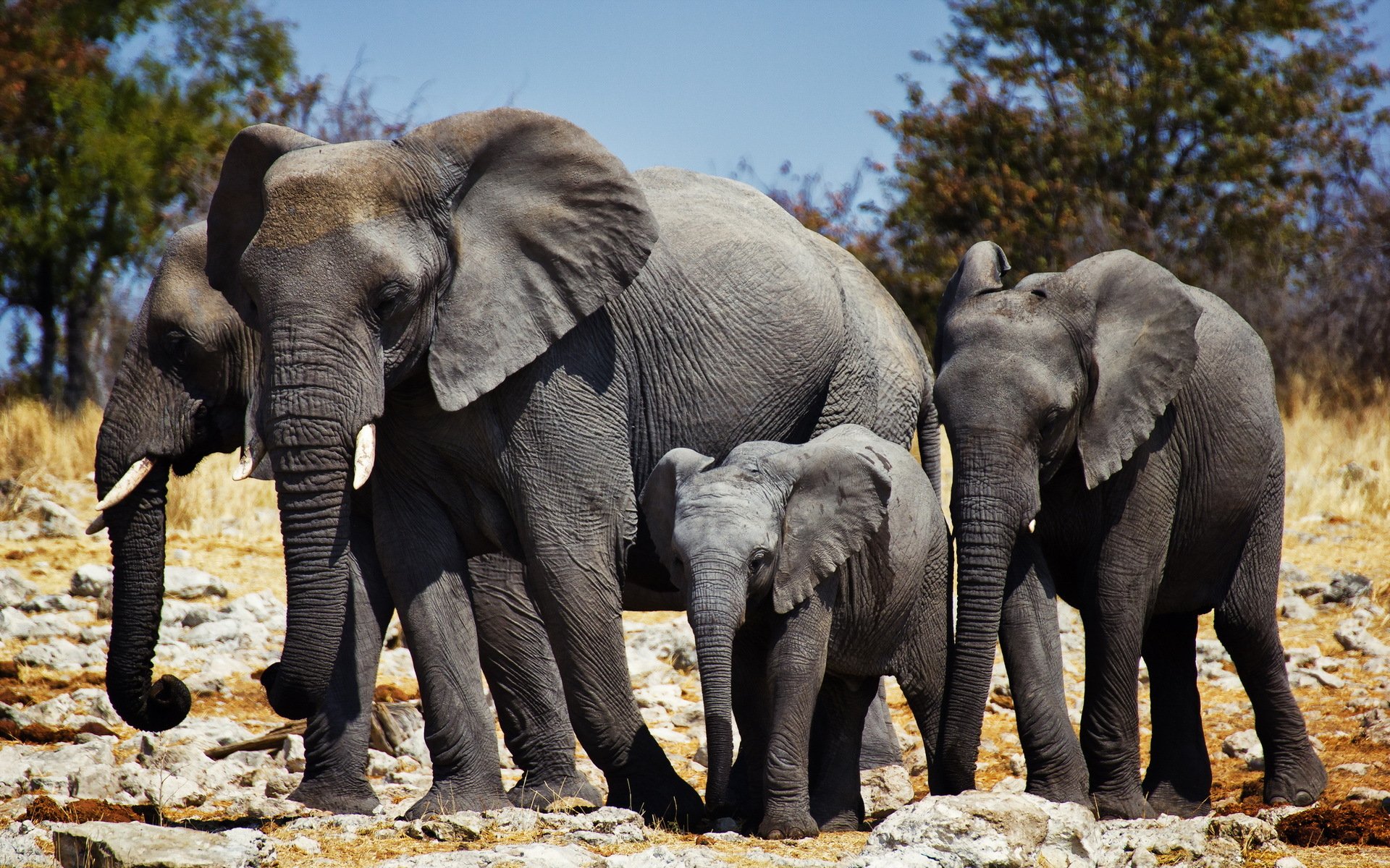 elefanten natur afrika