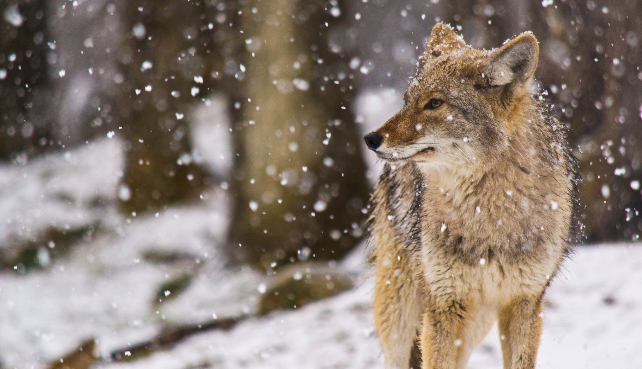 canis latrans снег койот луговой волк