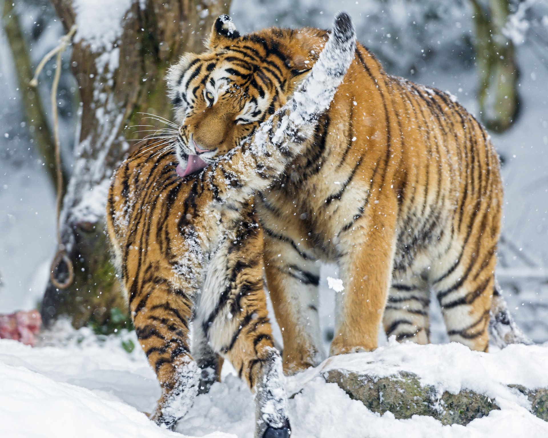 tigre de l amour grand chat hiver neige lavage