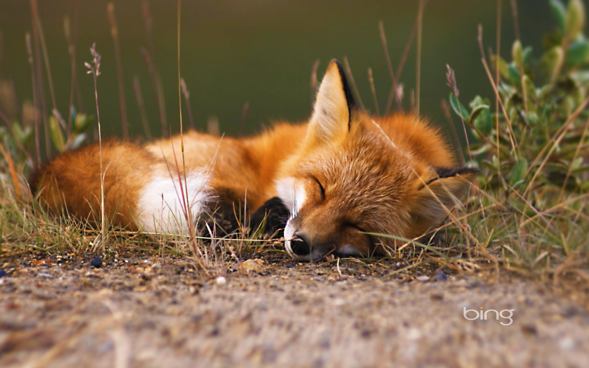 renard forêt herbe sommeil