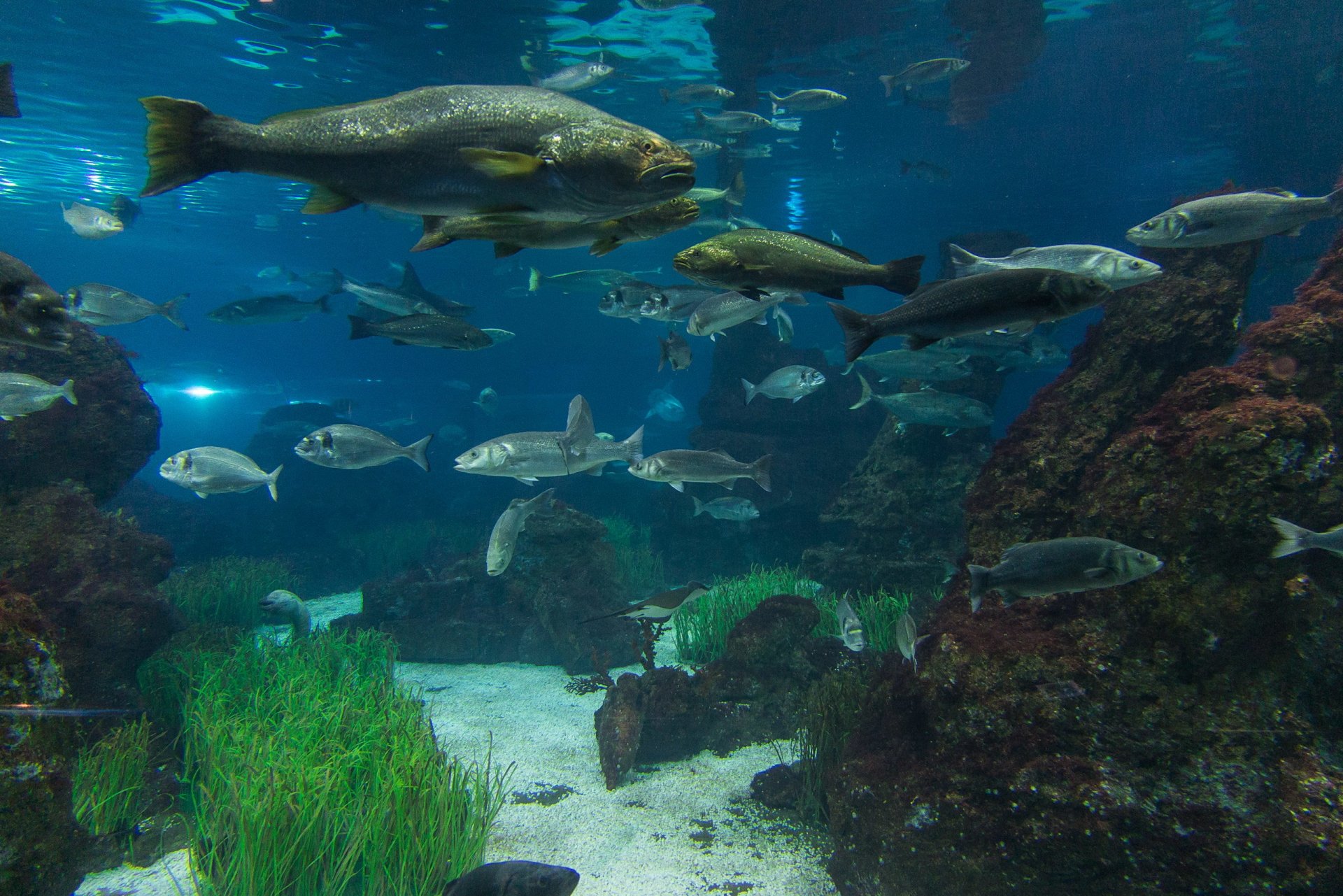 poisson algues eau aquarium pierres