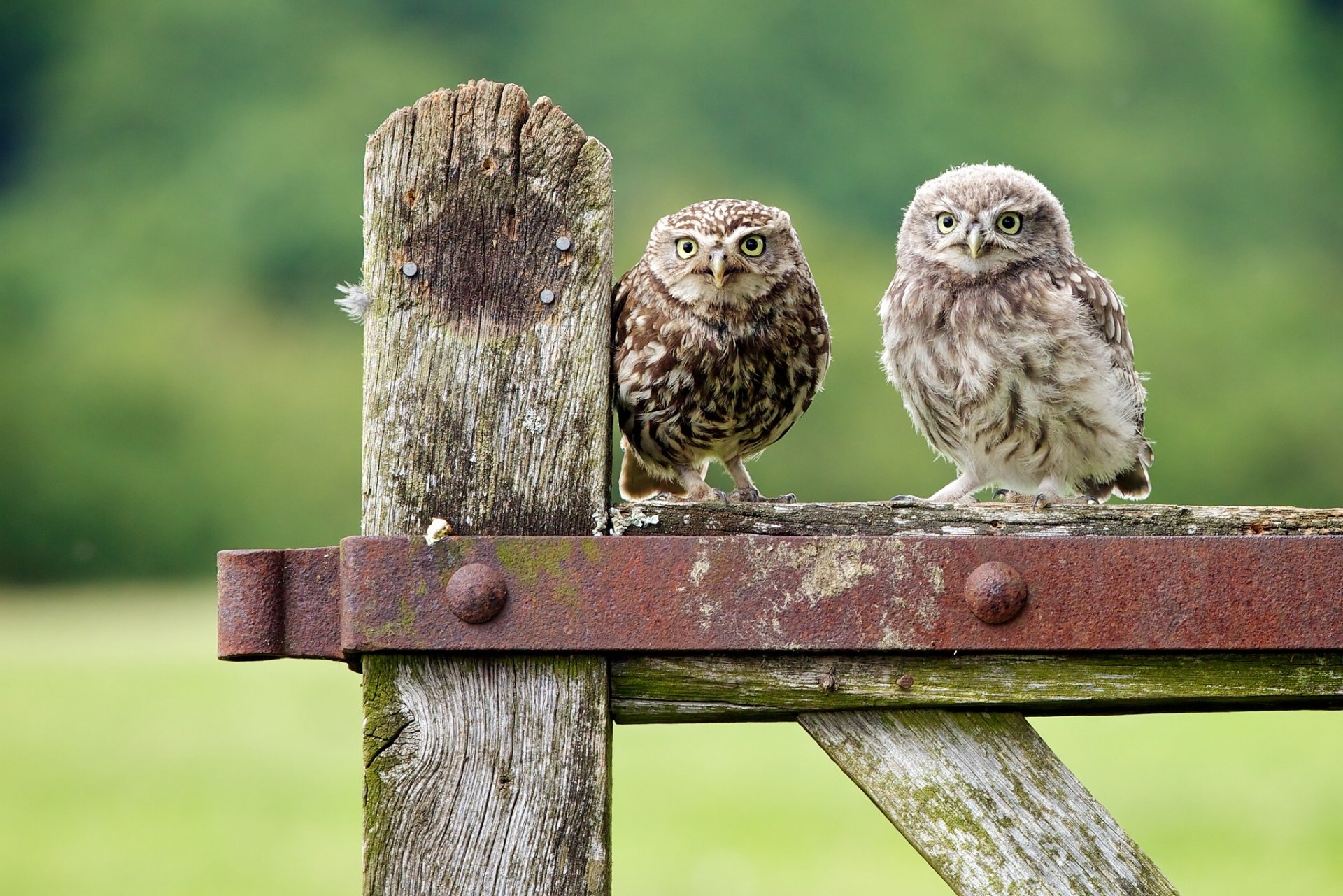 eulen eulen küken vögel