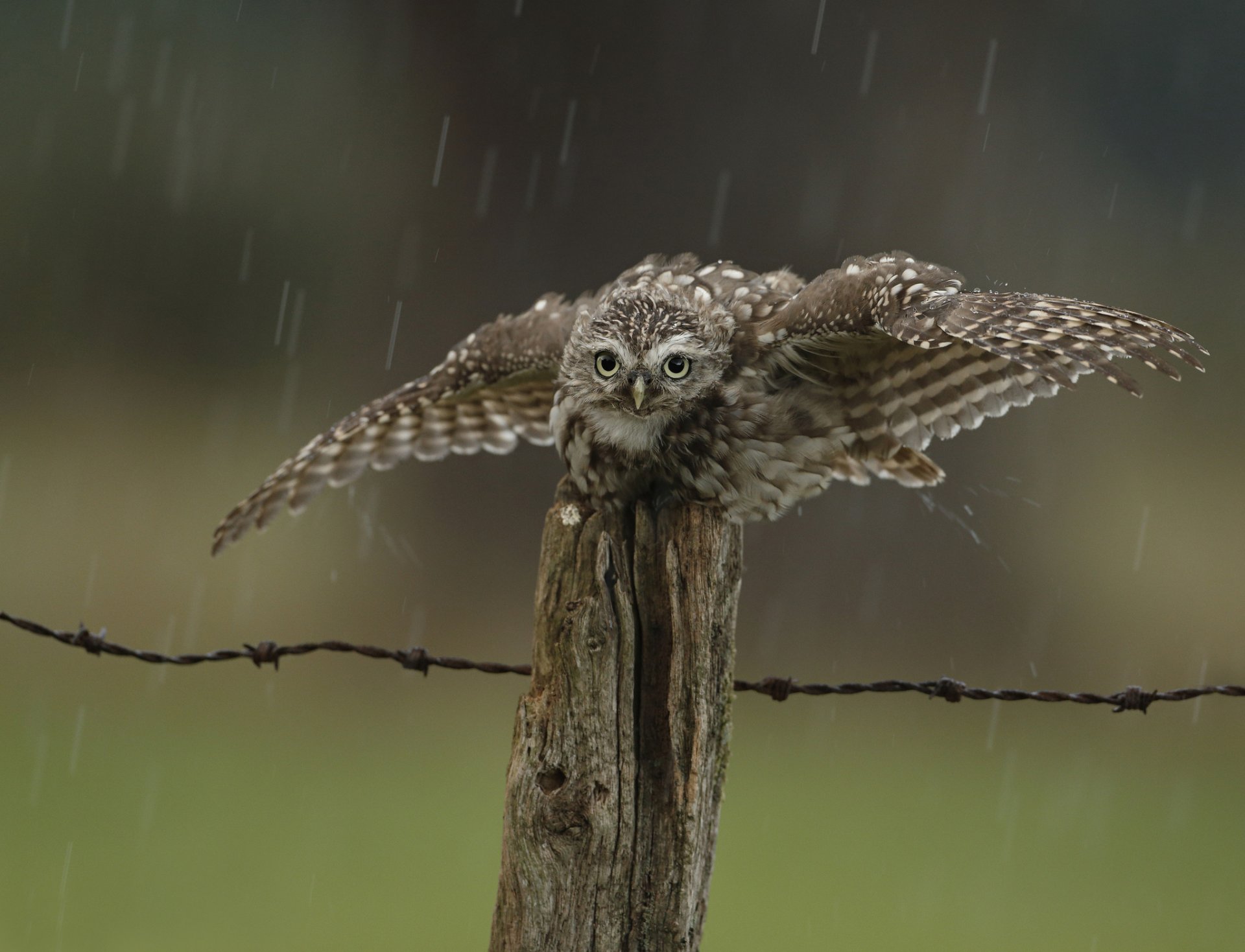 clôture oiseau hibou pluie gouttes