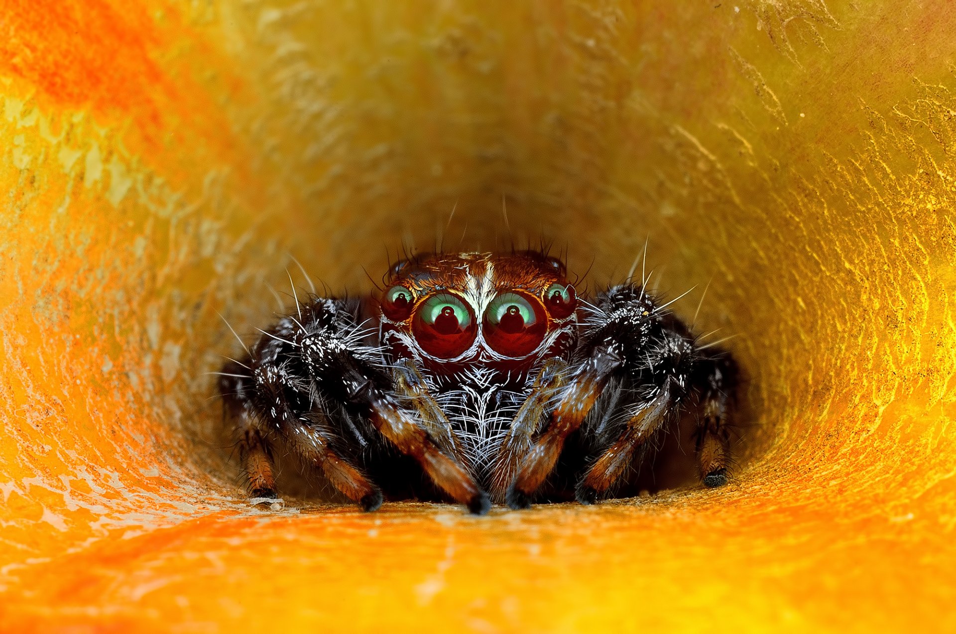 gros plan araignée jumper yeux vue fleur pétales