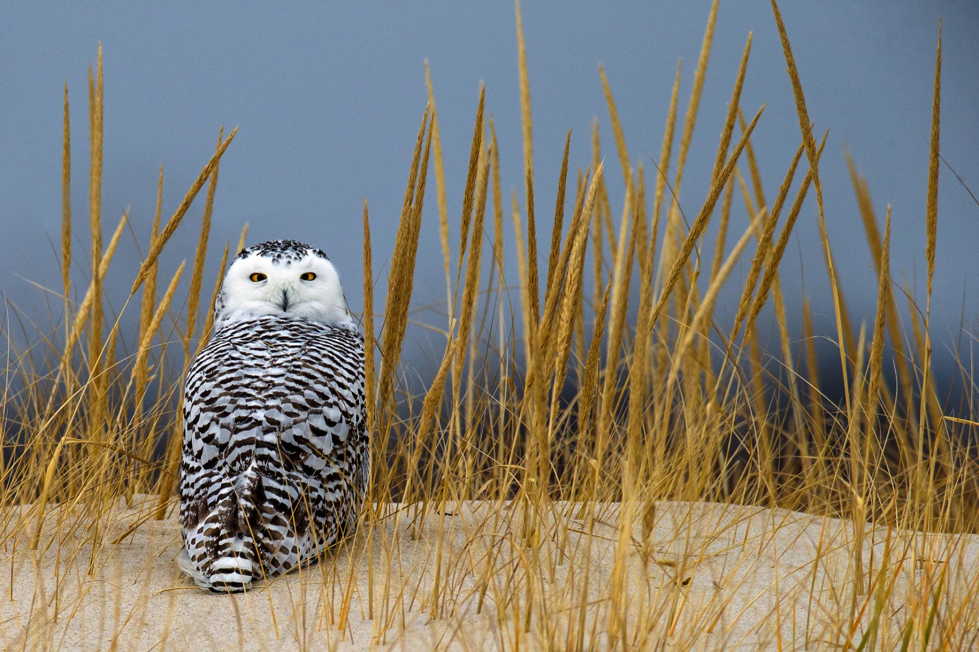 gras sand ährchen eule polar blick