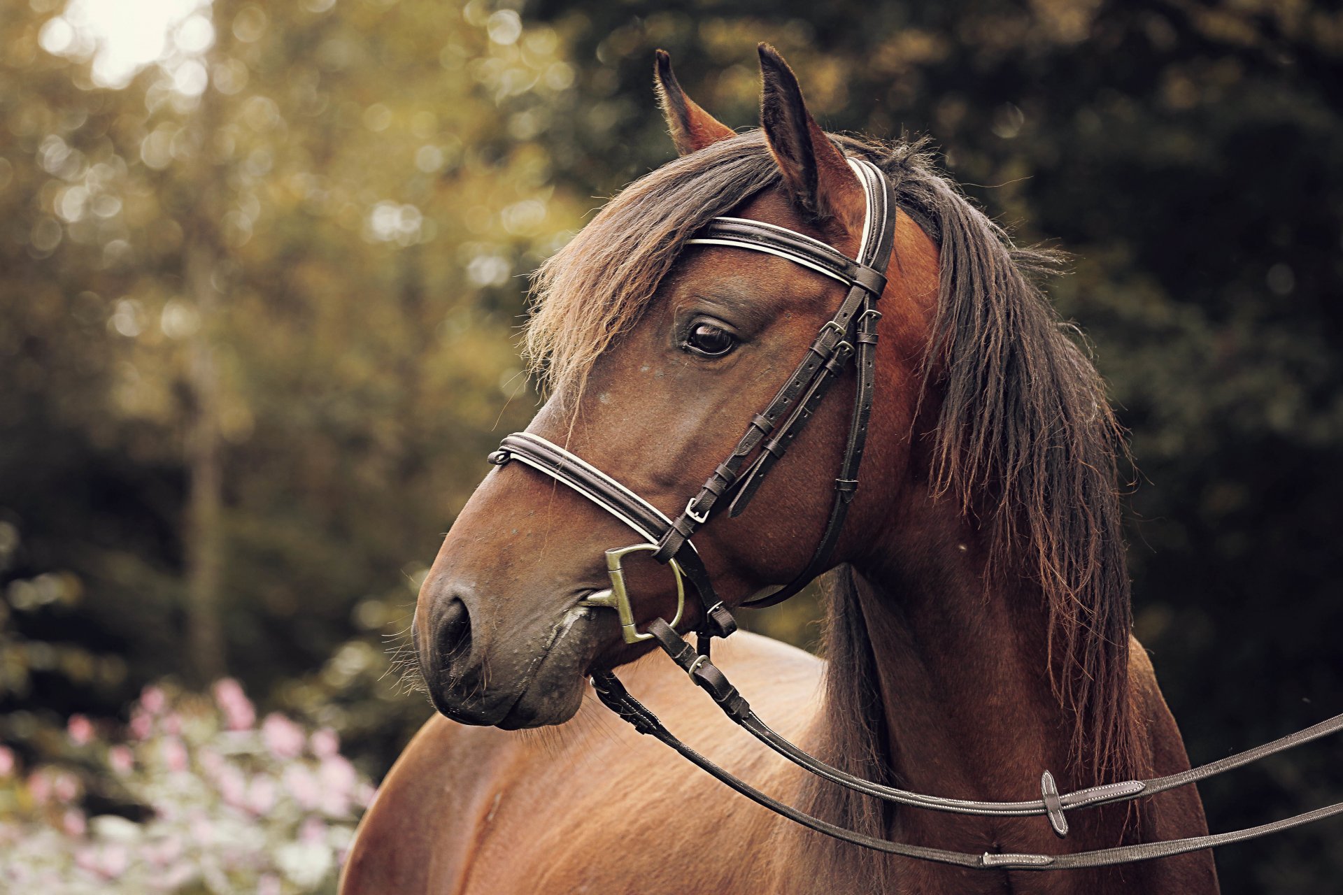 caballo arnés bokeh