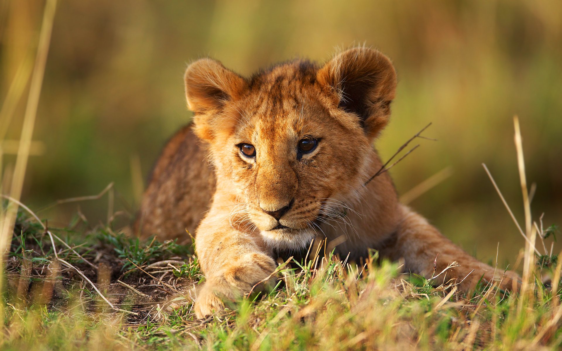 löwe tier natur löwe wildkatze