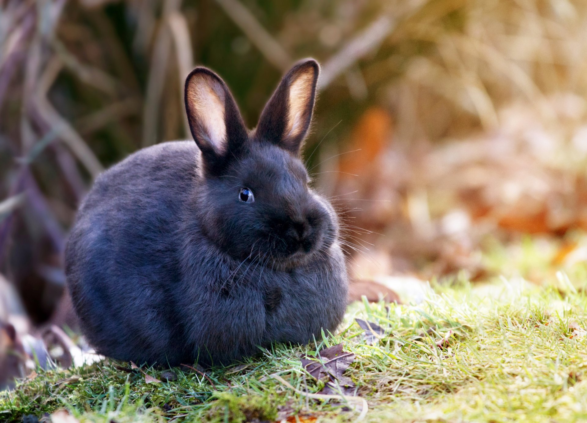 królik natura trawa wełna uszy