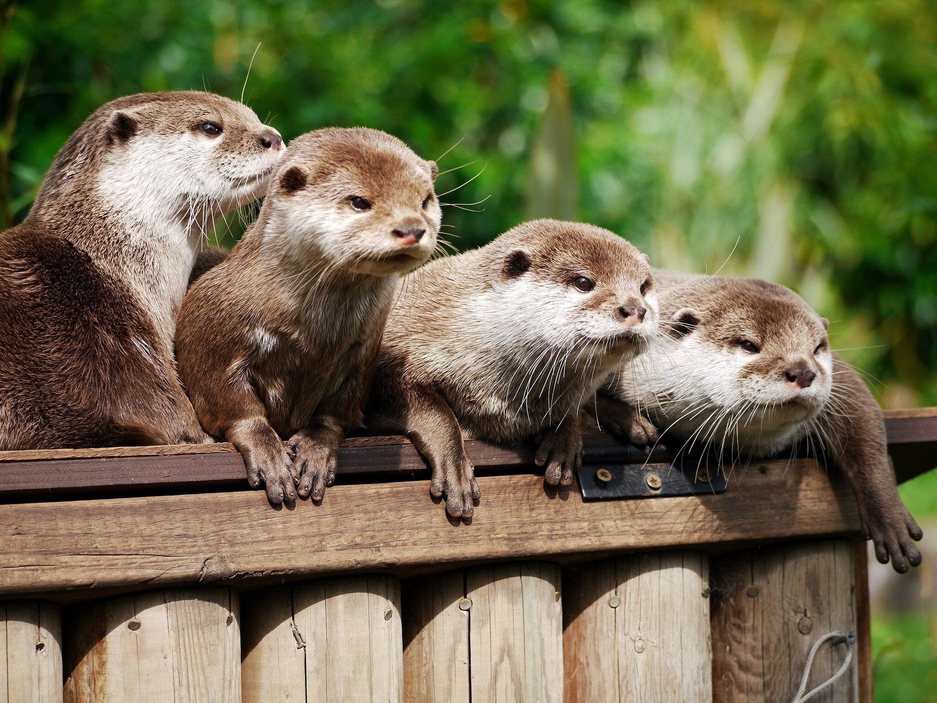 asian otter beskogotnaya otter little family