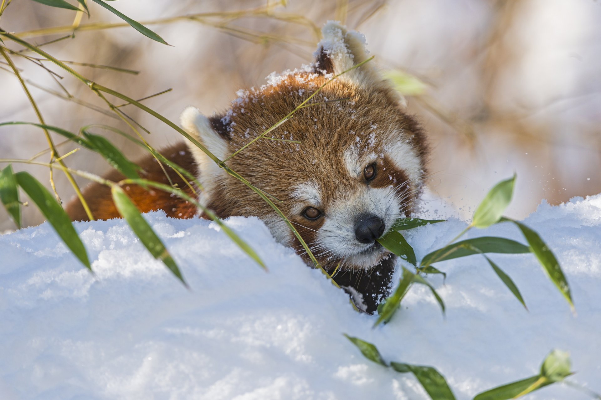 roter panda firefox zweig bambus schnee winter kleiner panda ©tambako der jaguar