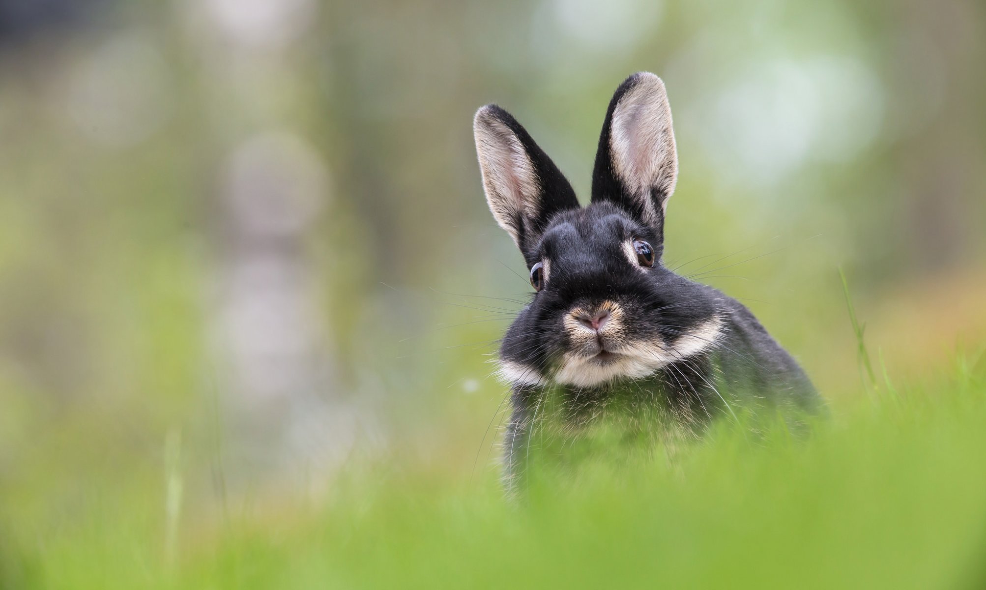 hase ohren schnauze