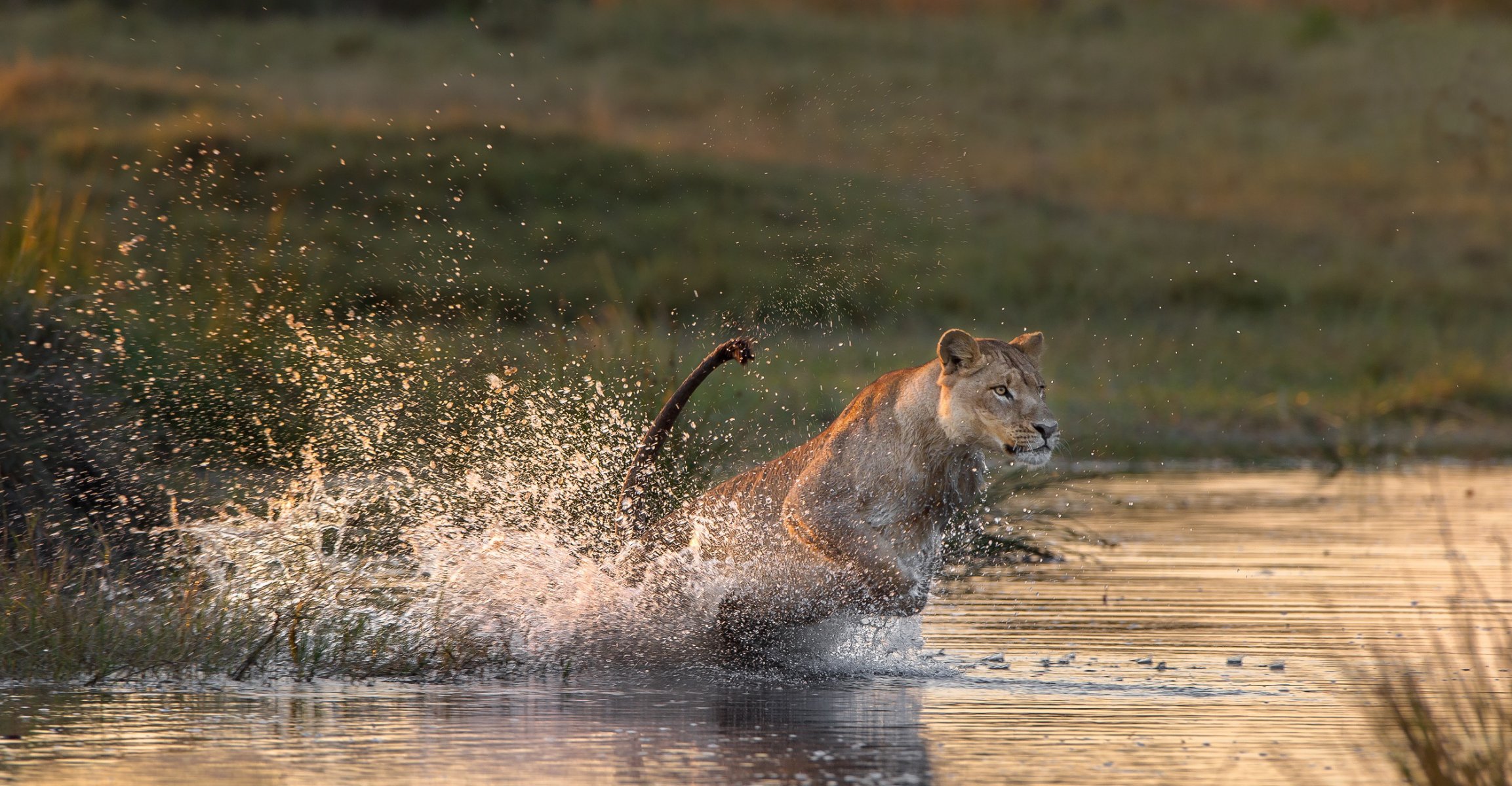 eau éclaboussures prédateur lionne