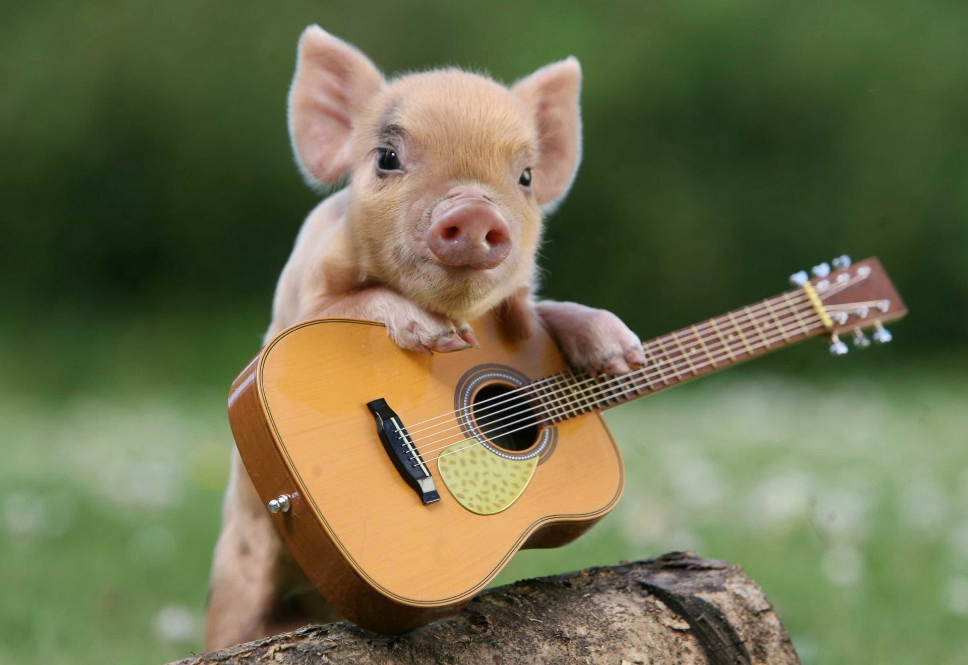 cochon guitare guitariste