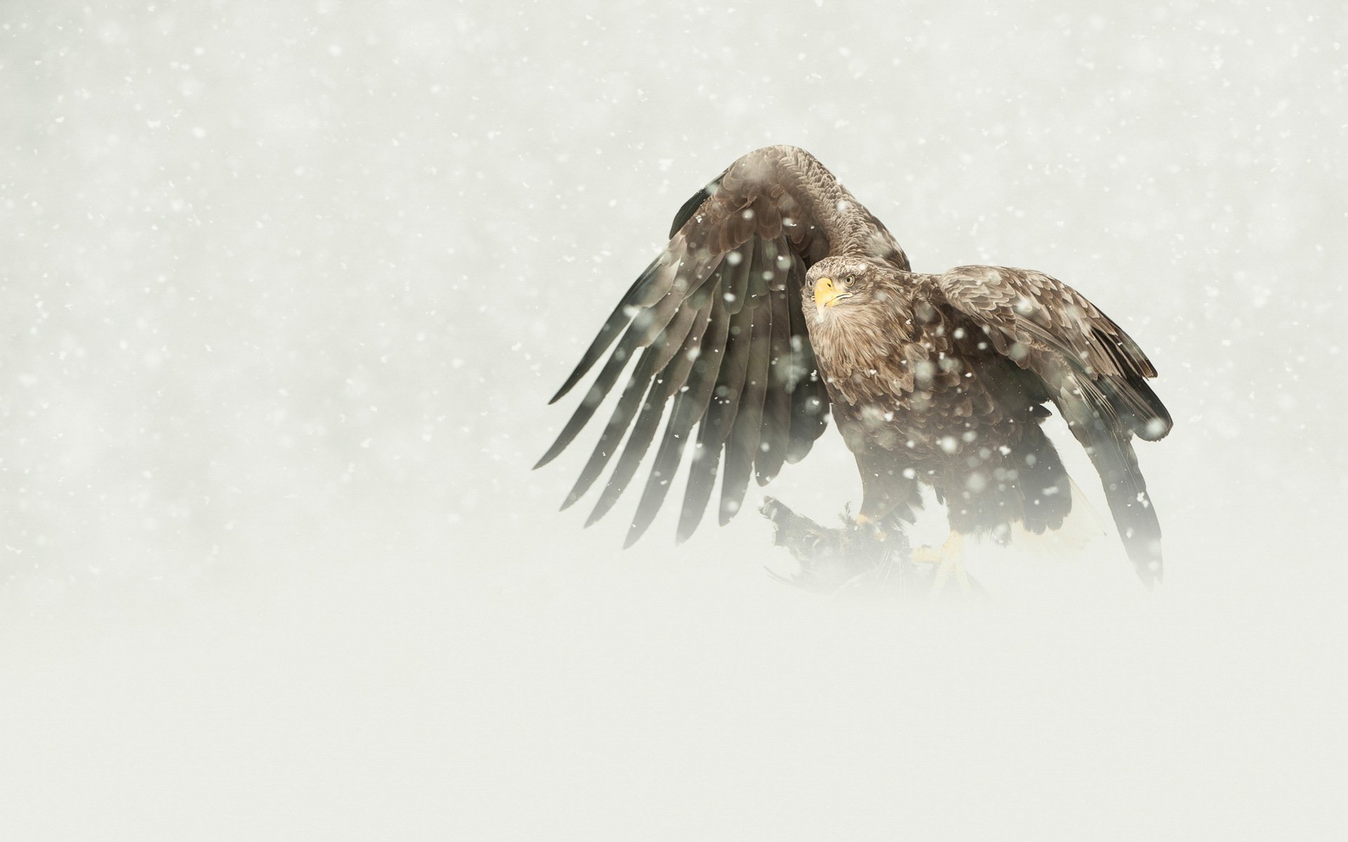 uccello predatore aquila coda bianca preda nevicata