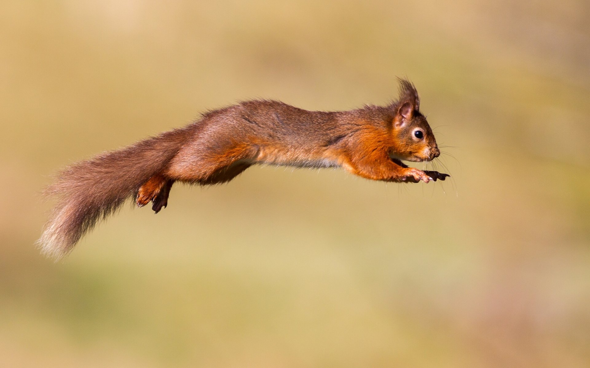 ardilla pelirroja salto