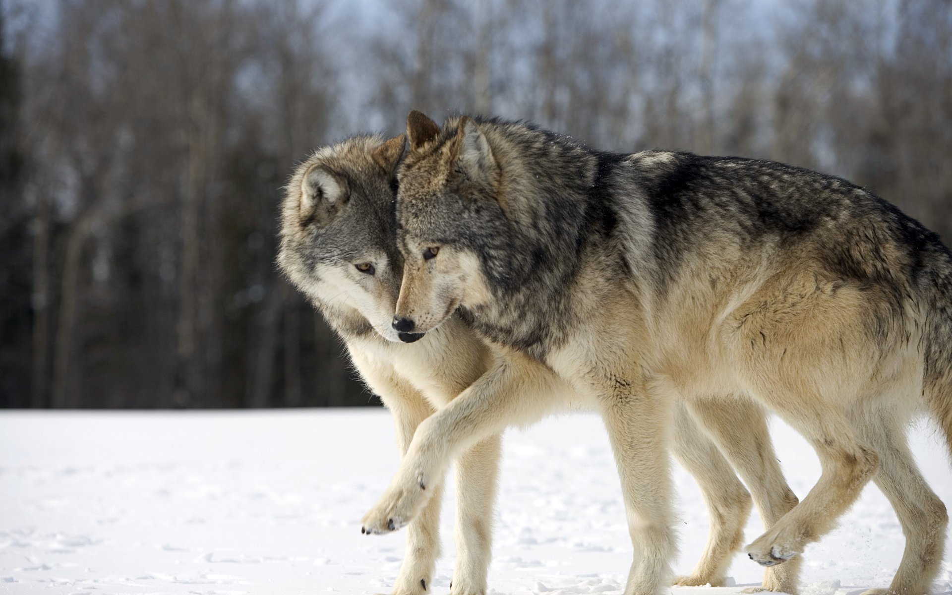 due lupi giocati divertenti lupi neve