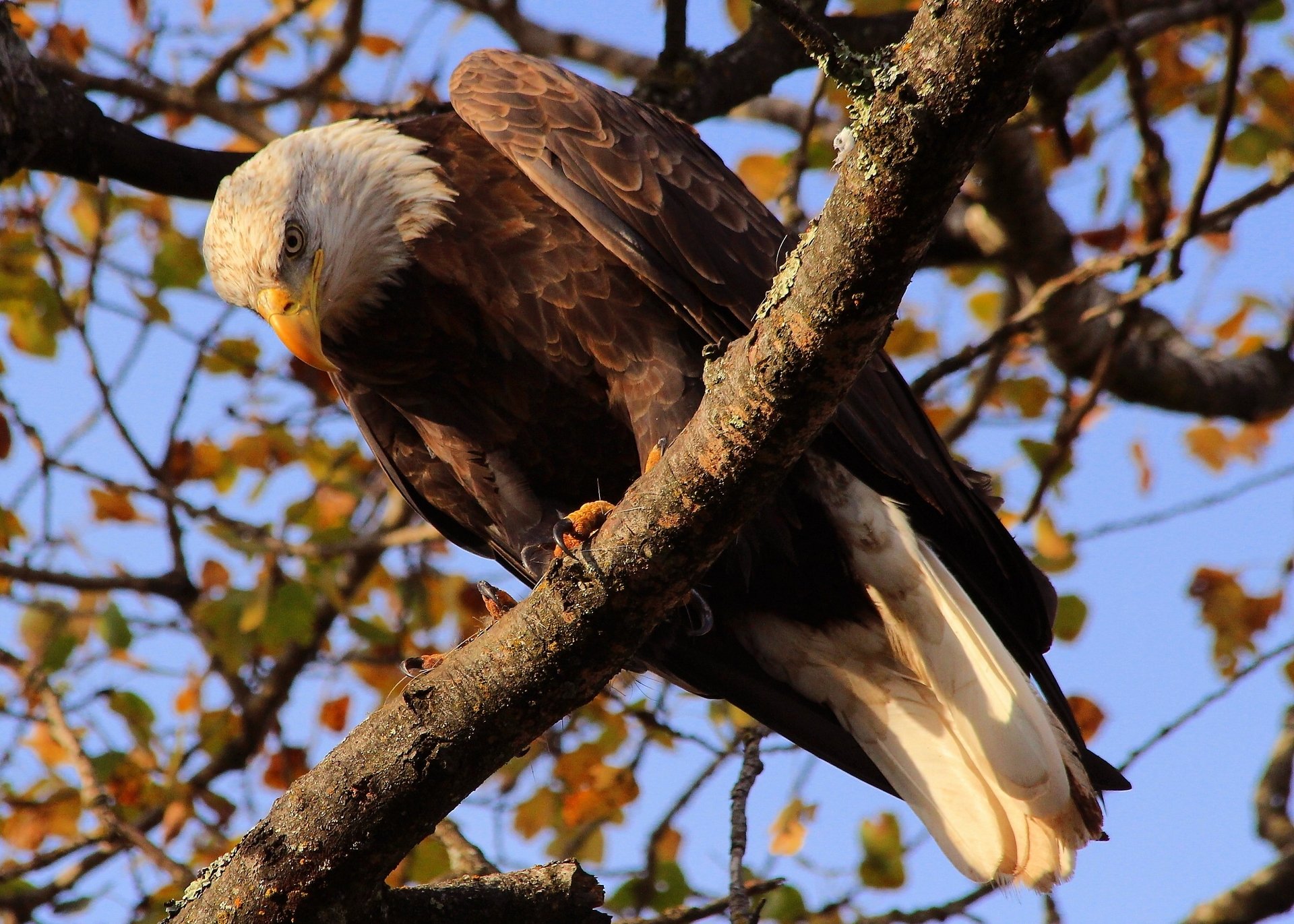 bald eagle poultry predator tree branch