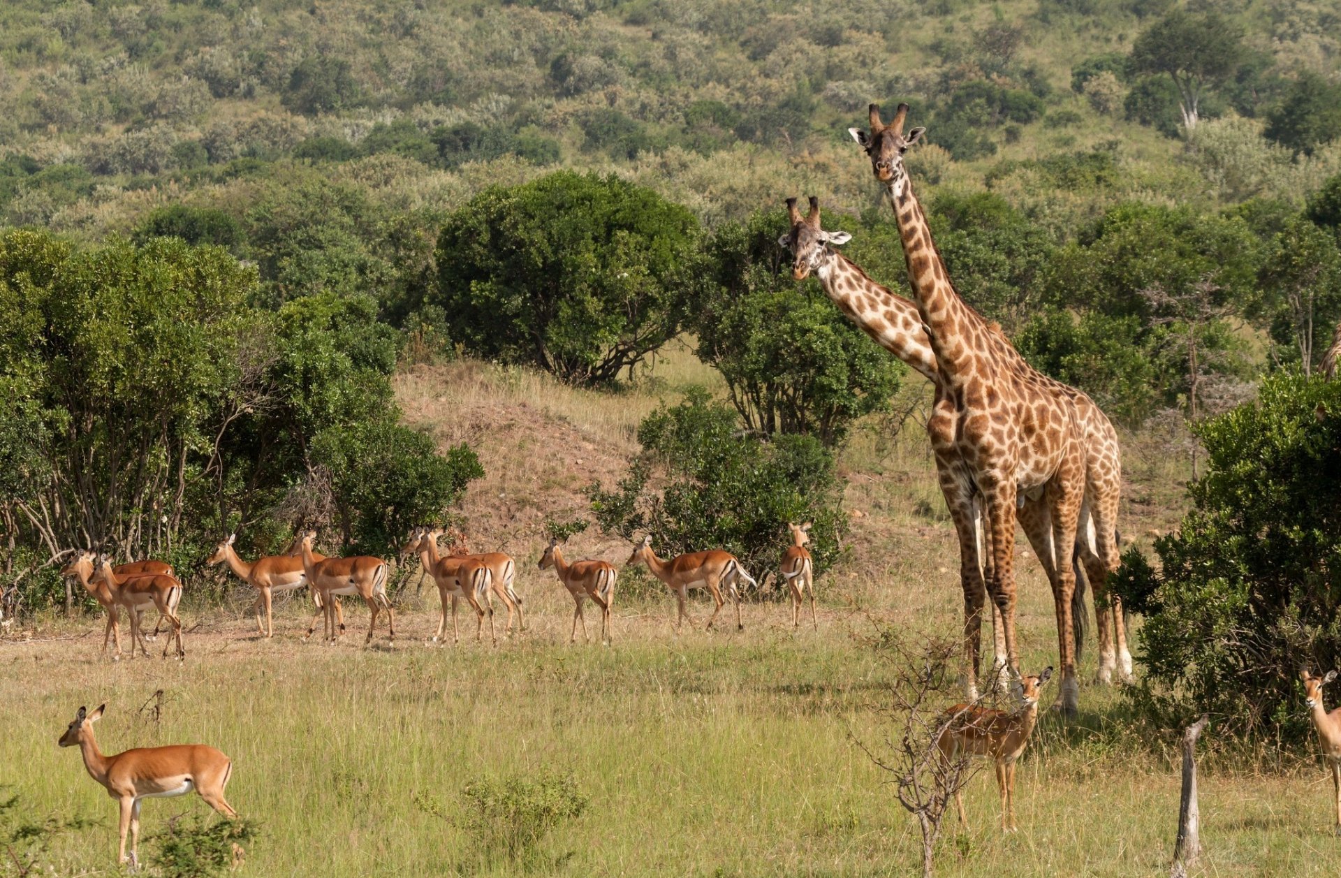 animals giraffes nature grass tree