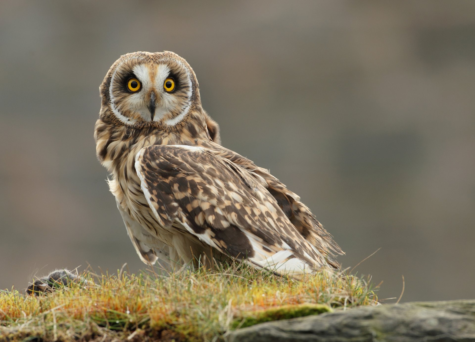 herbe oiseau hibou proie