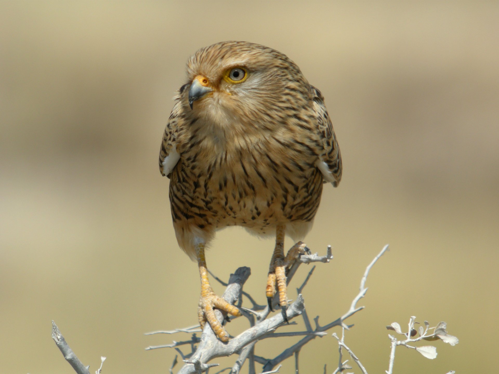 namibia parco nazionale ramo secco uccello predatore falco