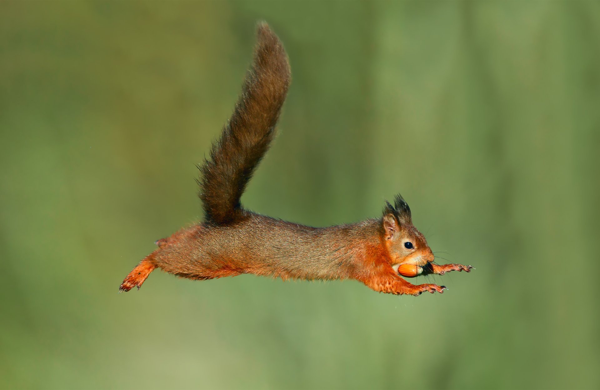 scoiattolo bagnato salto sfondo