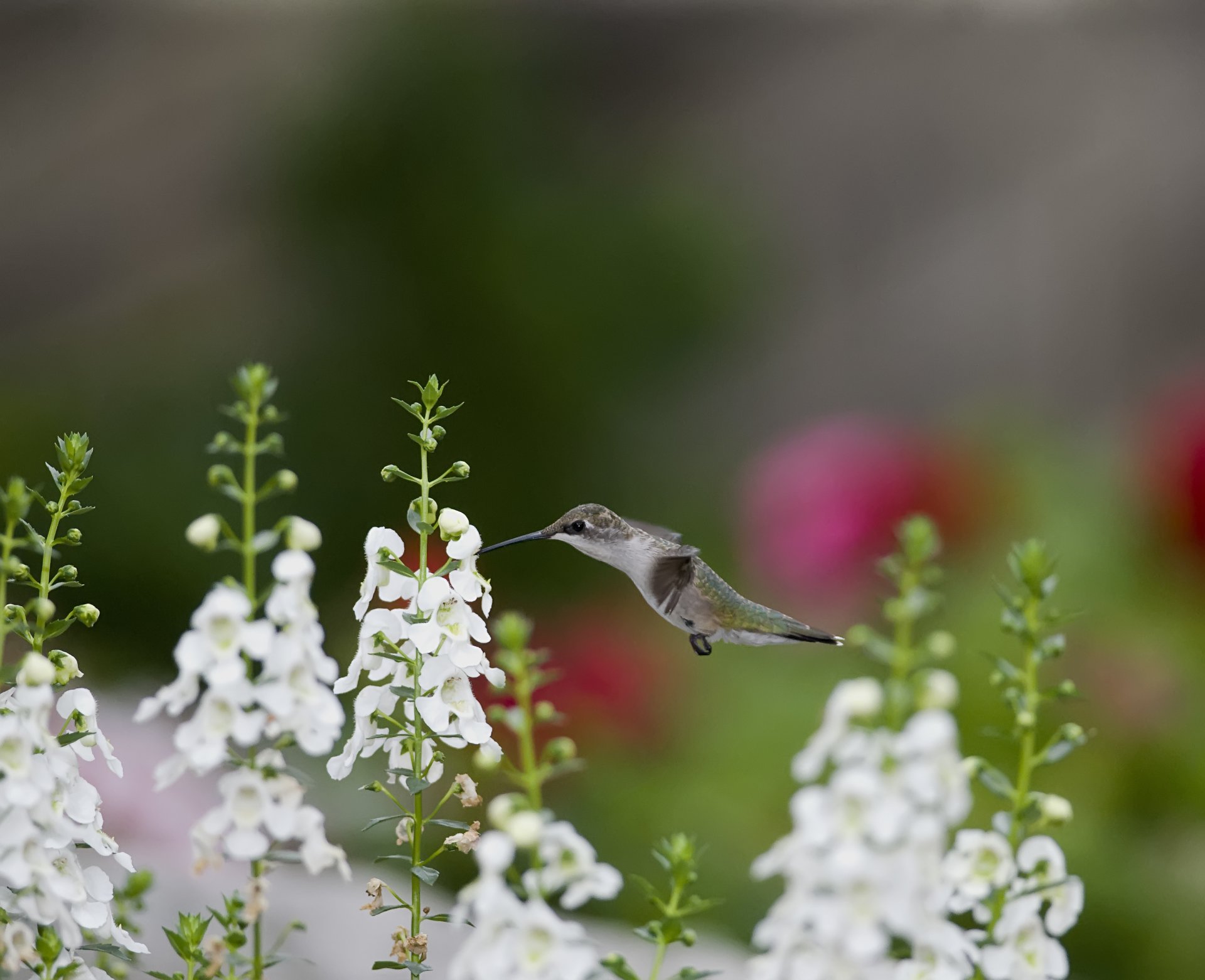 hummingbird poultry flower snapdragon white nectar