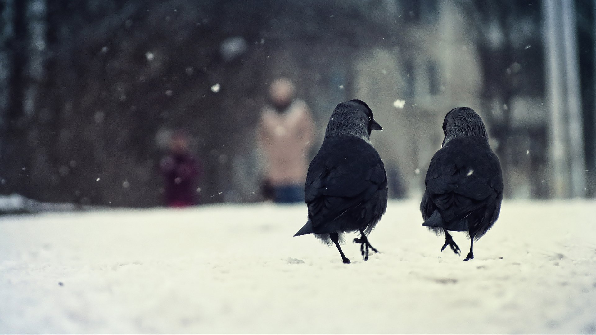 vögel krähen zwei winter schnee