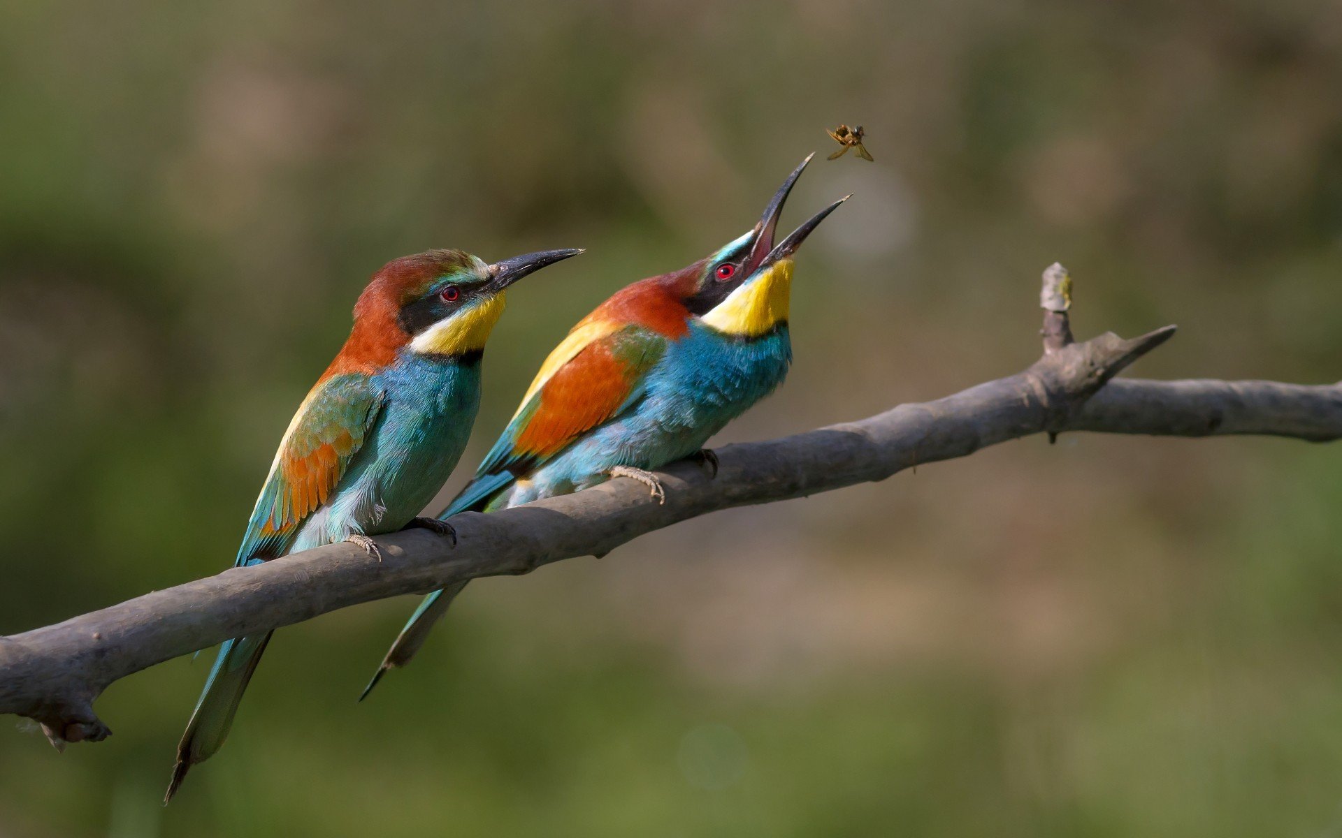 golden bee-eater birds eater branch catches insect european bee-eater