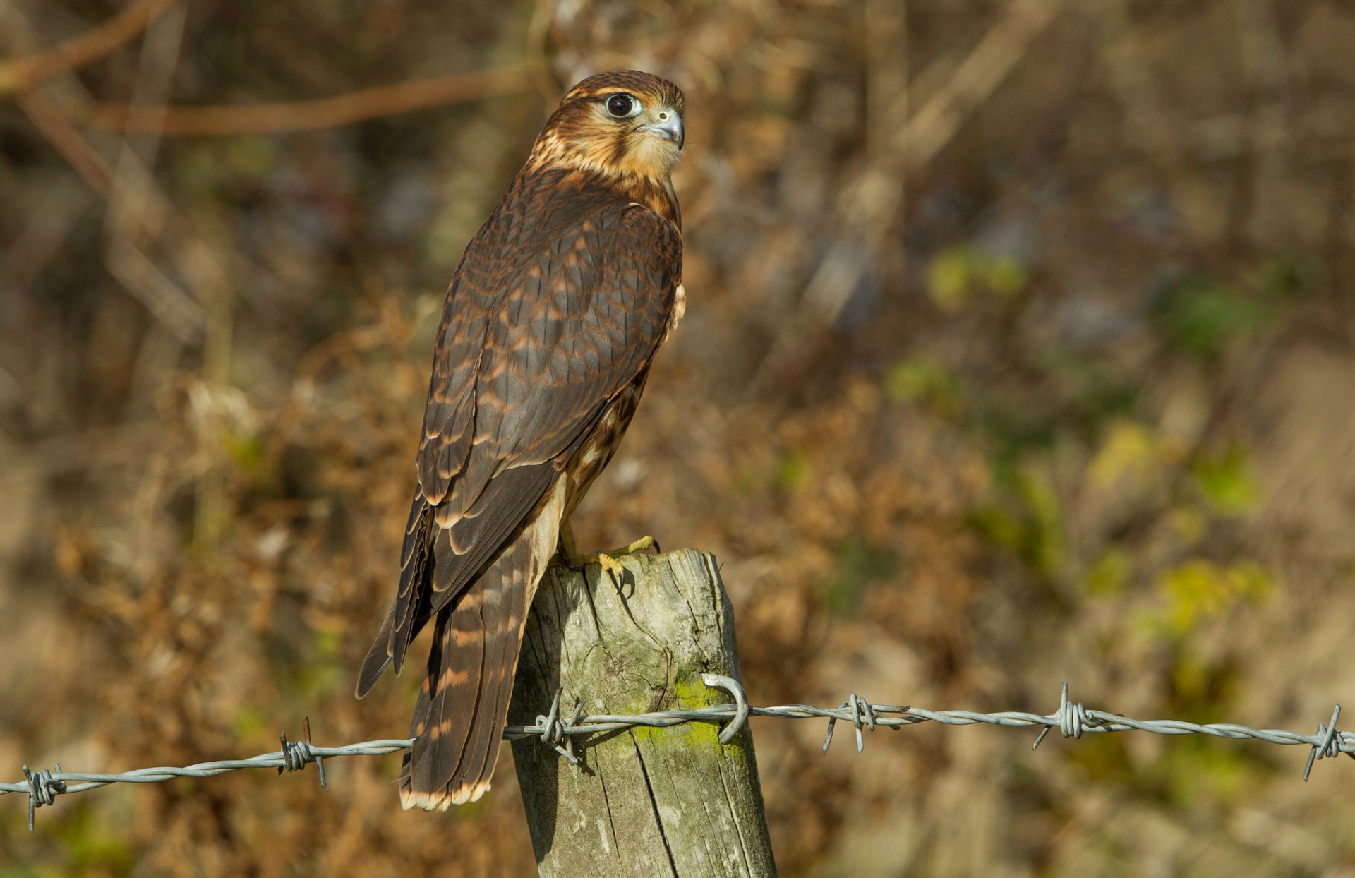 kräht vogel blick profil aus holz pfosten draht