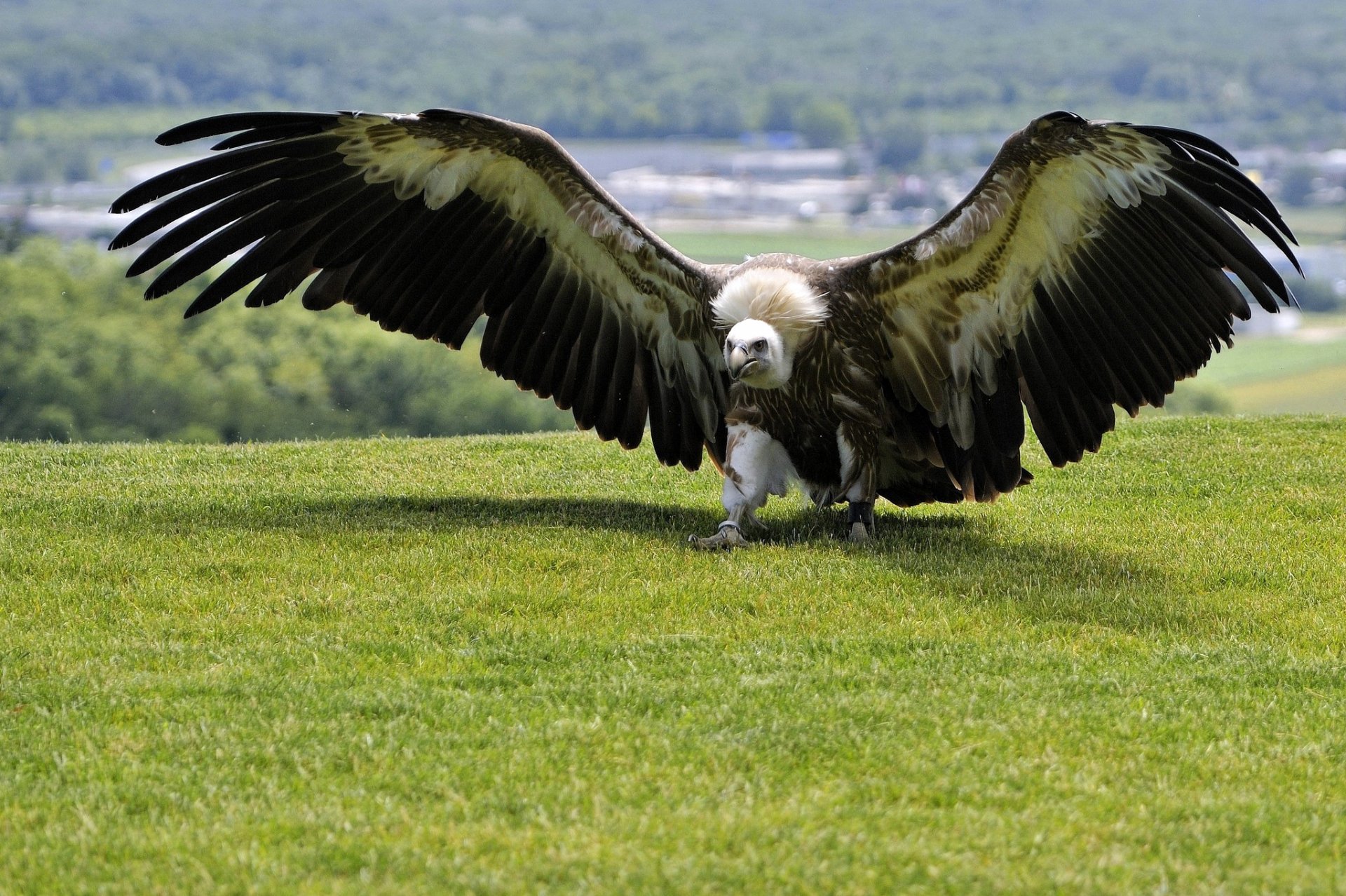 background grass poultry wings plumage swing predator