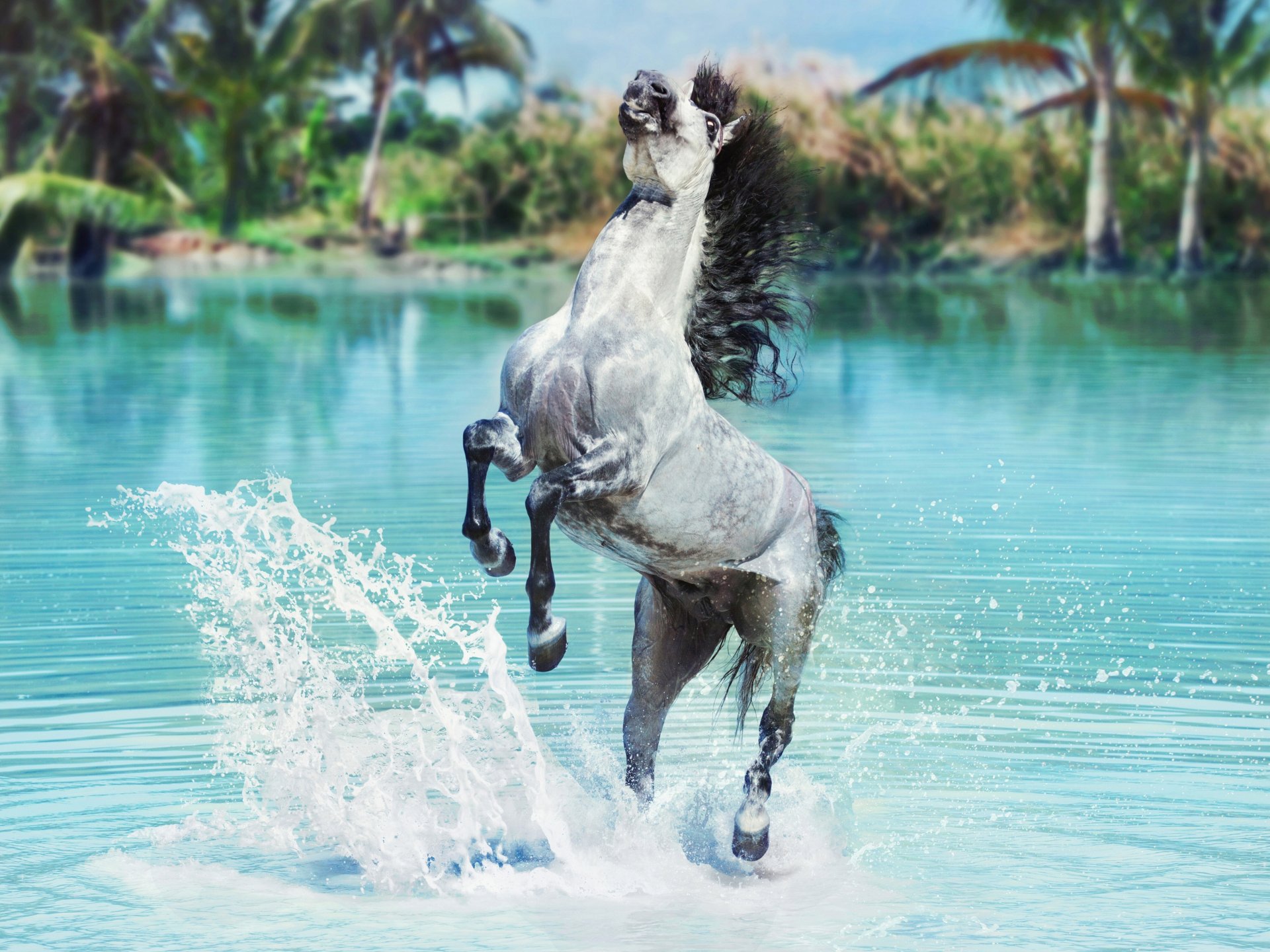 horse water spray