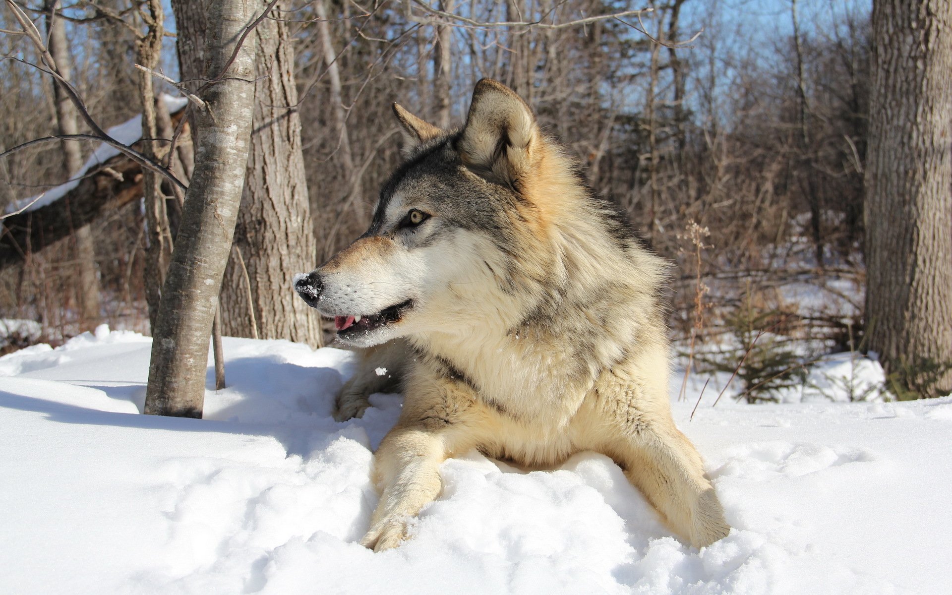 lobo invierno bosque