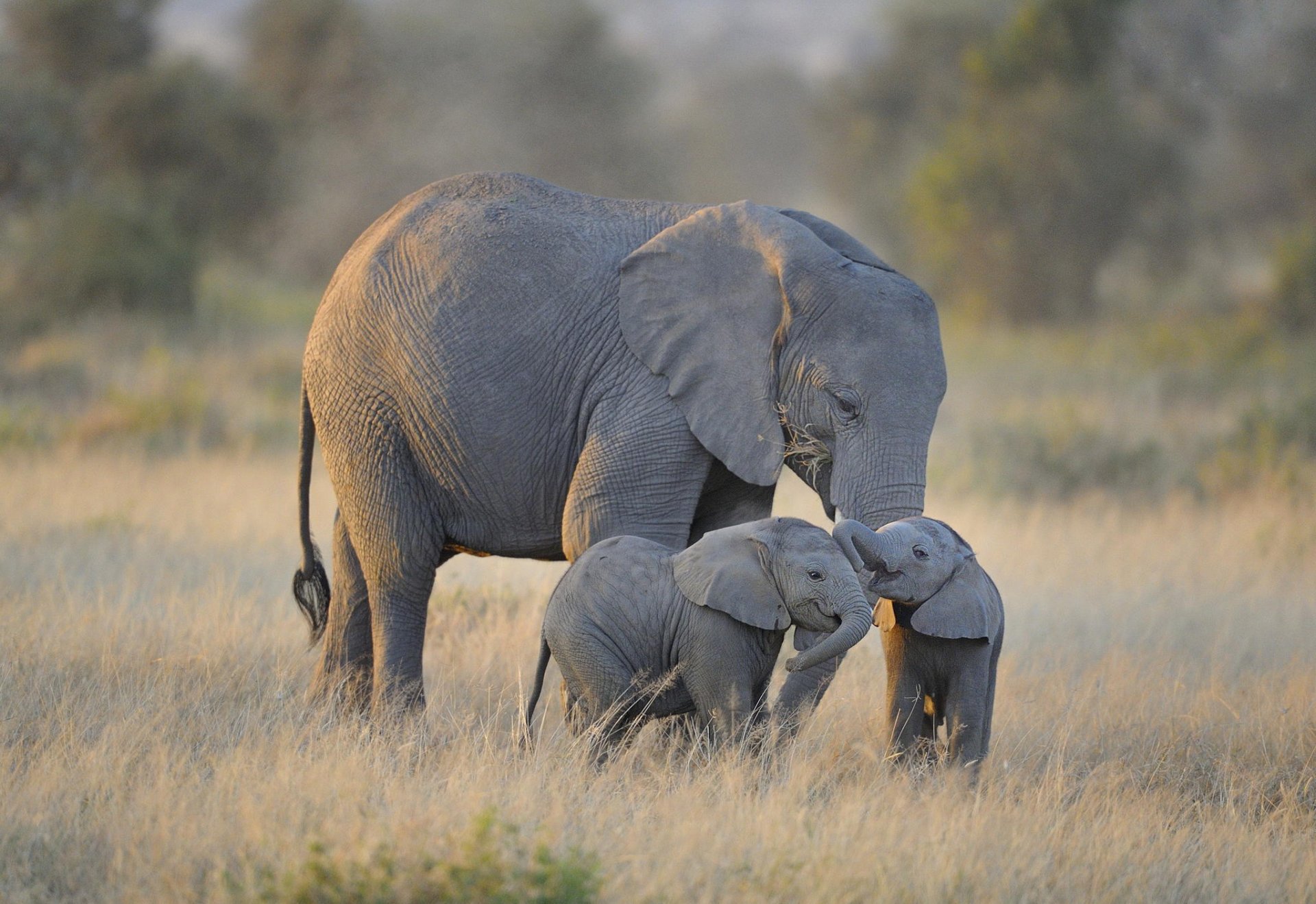 twin baby elephants elephants africa amboseli national park