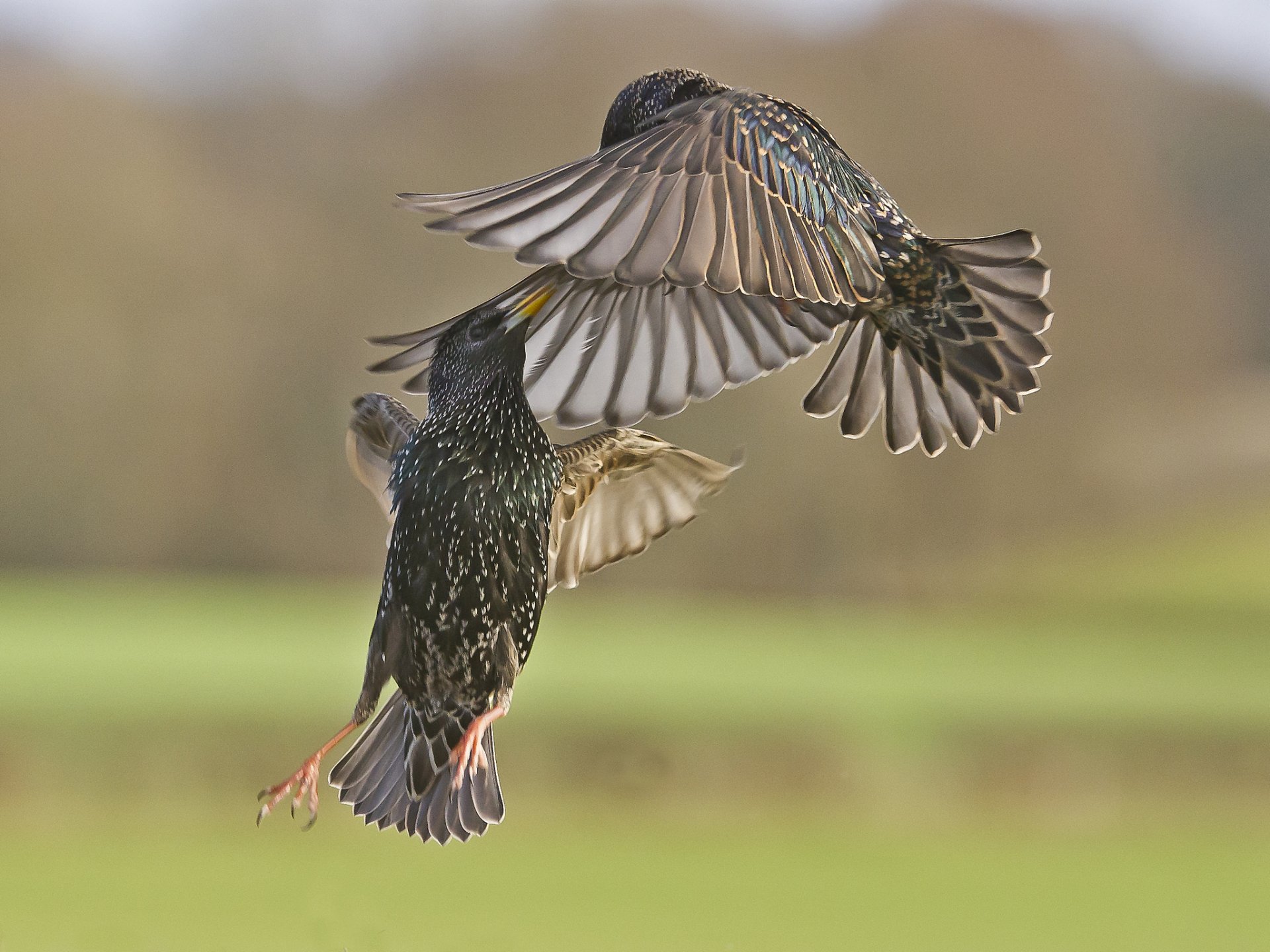 birds starlings battle in the air