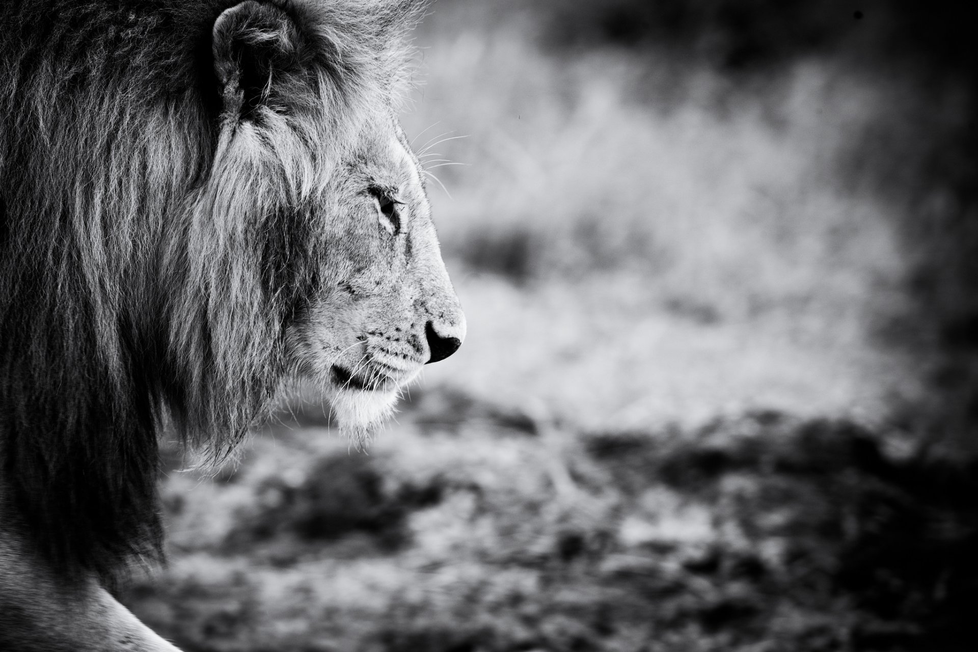 lion animal noir et blanc animal