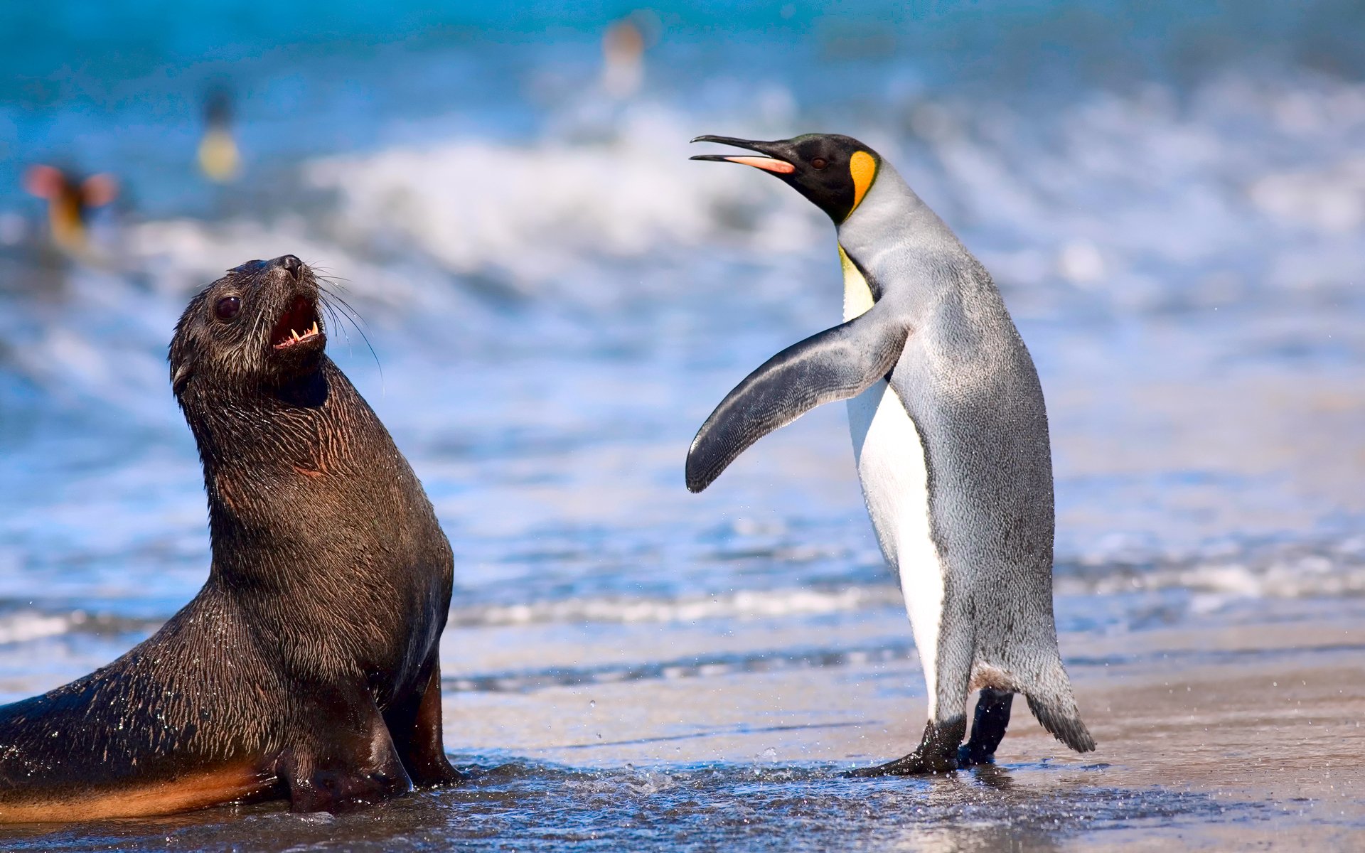 king penguin kerguelen fur seal sea ocean beach