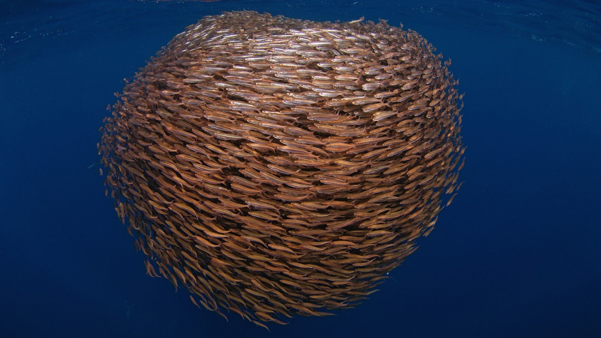 море подводный мир рыбы косяк стая