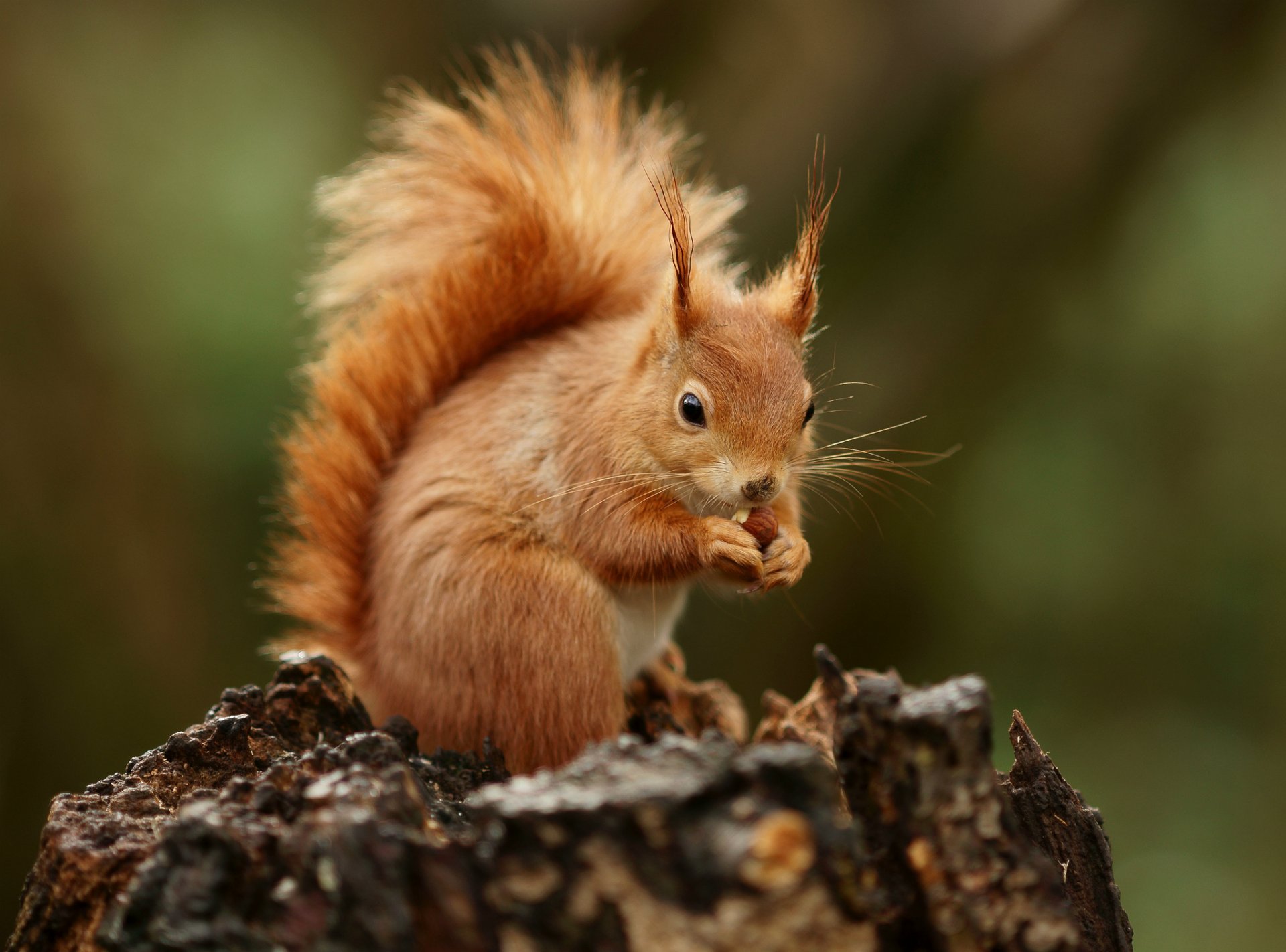 eichhörnchen stumpf beule