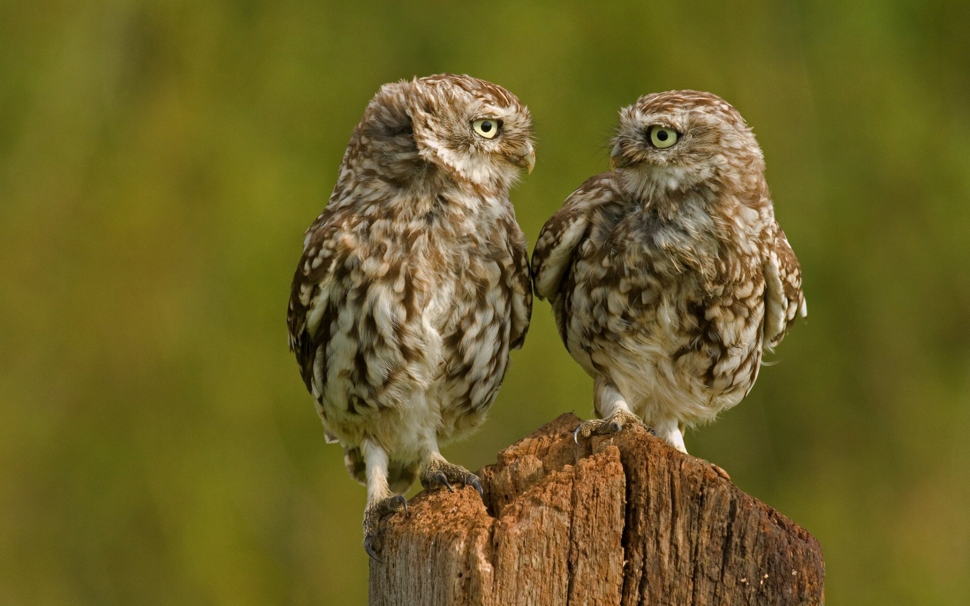 hiboux hiboux poussins oiseaux