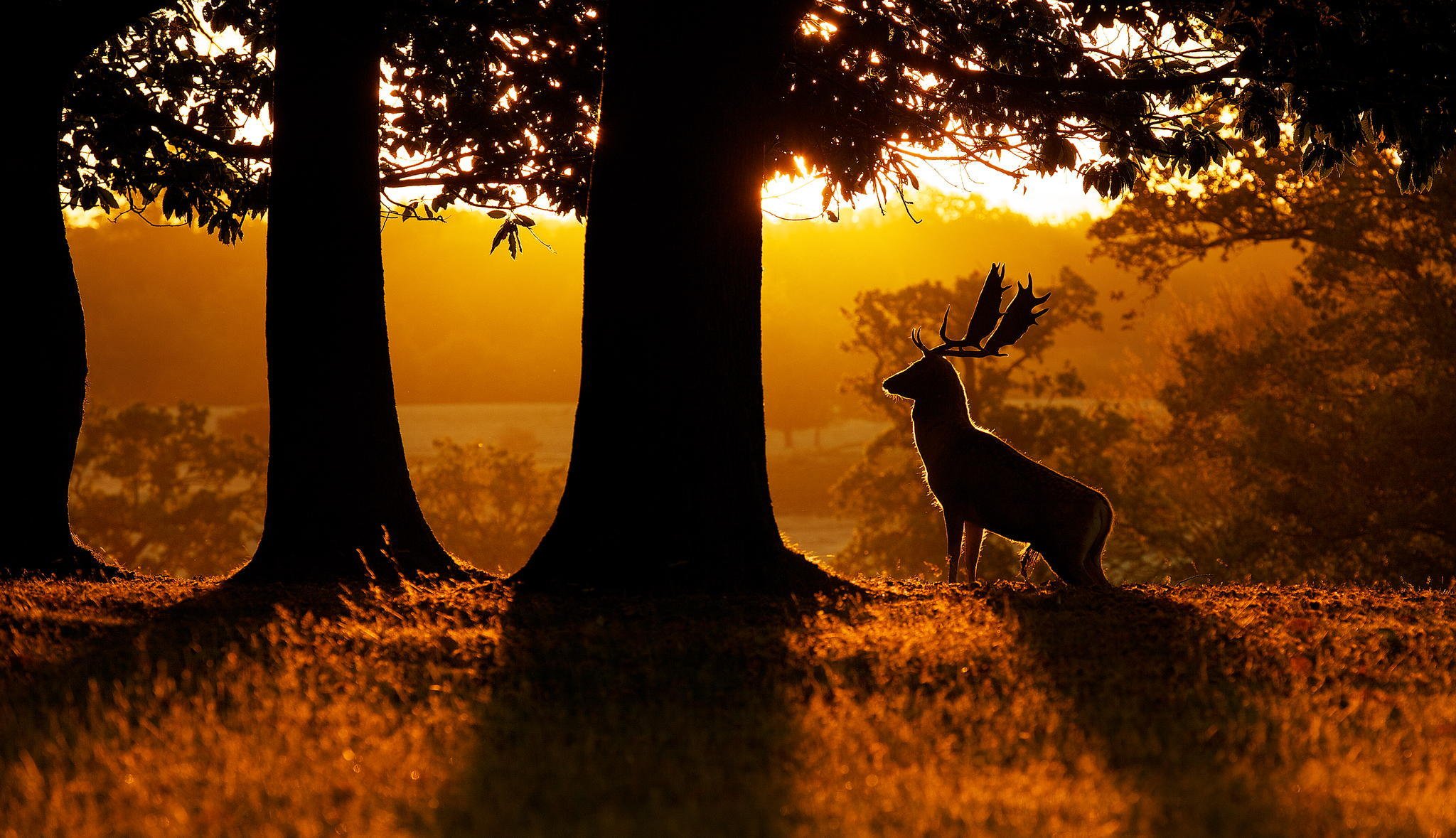 nature forest dawn reindeer