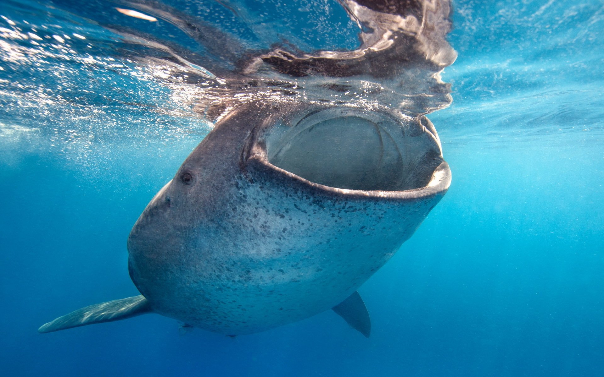 balena mare natura